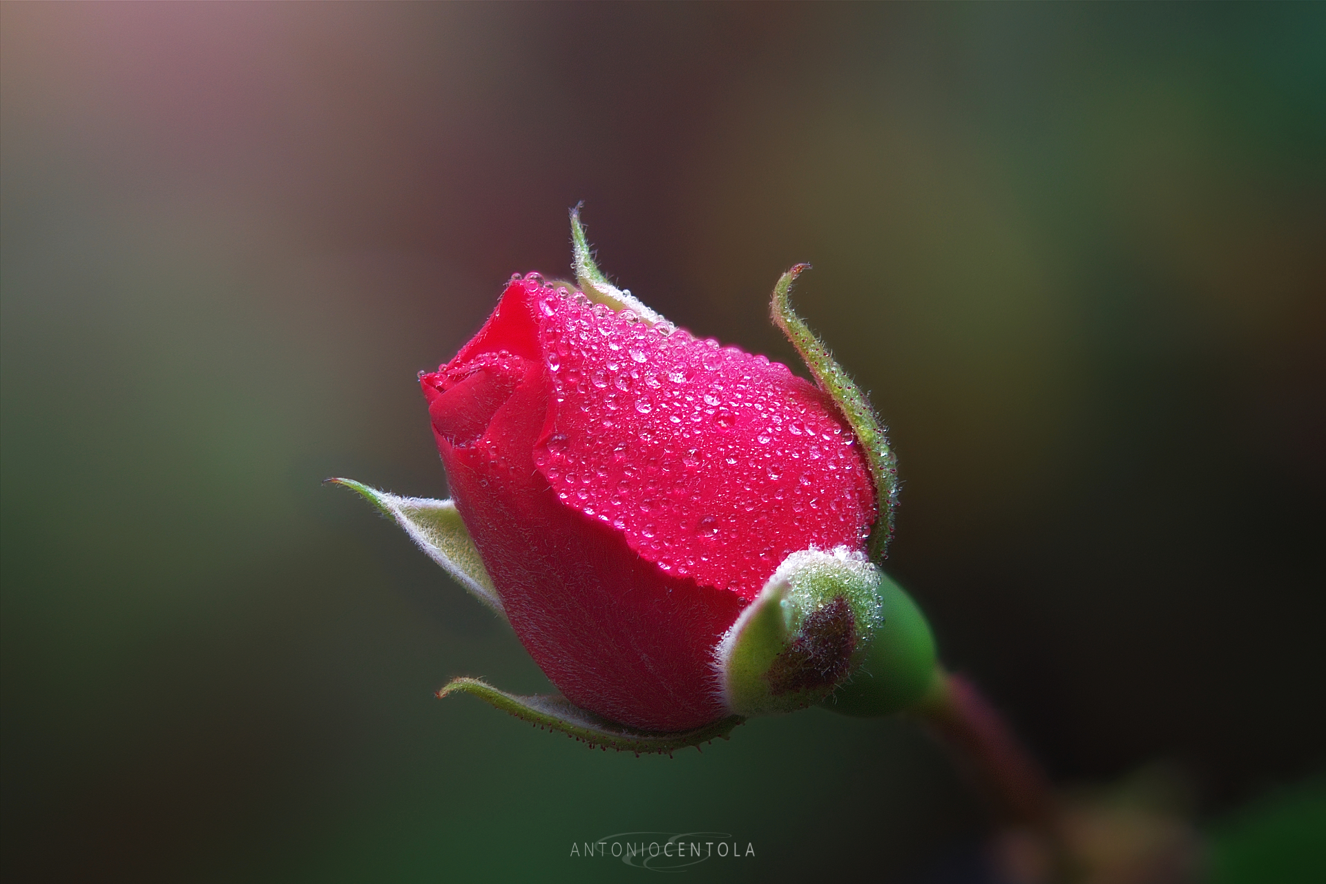 Rosebud