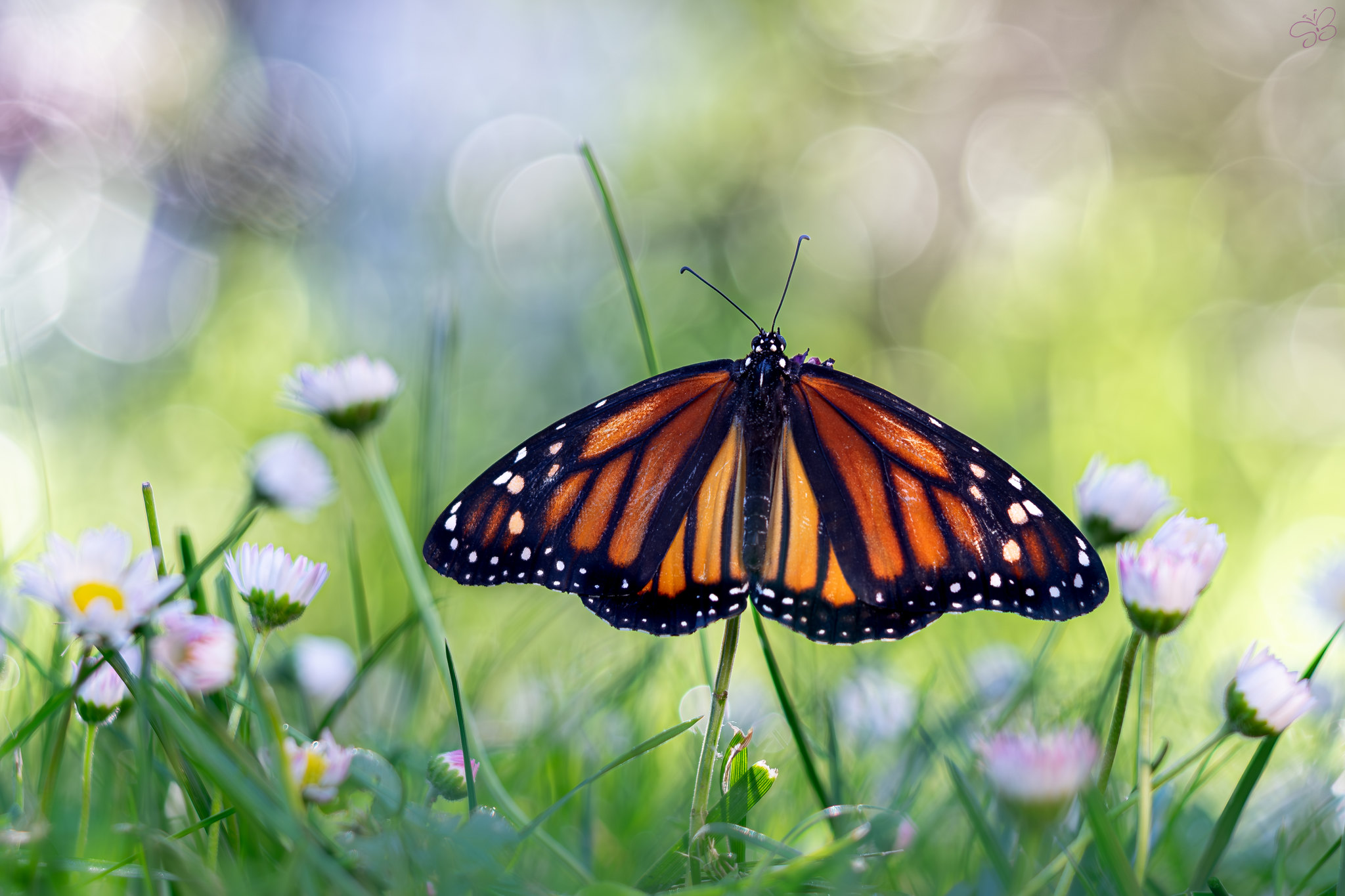 Danaus plexippus