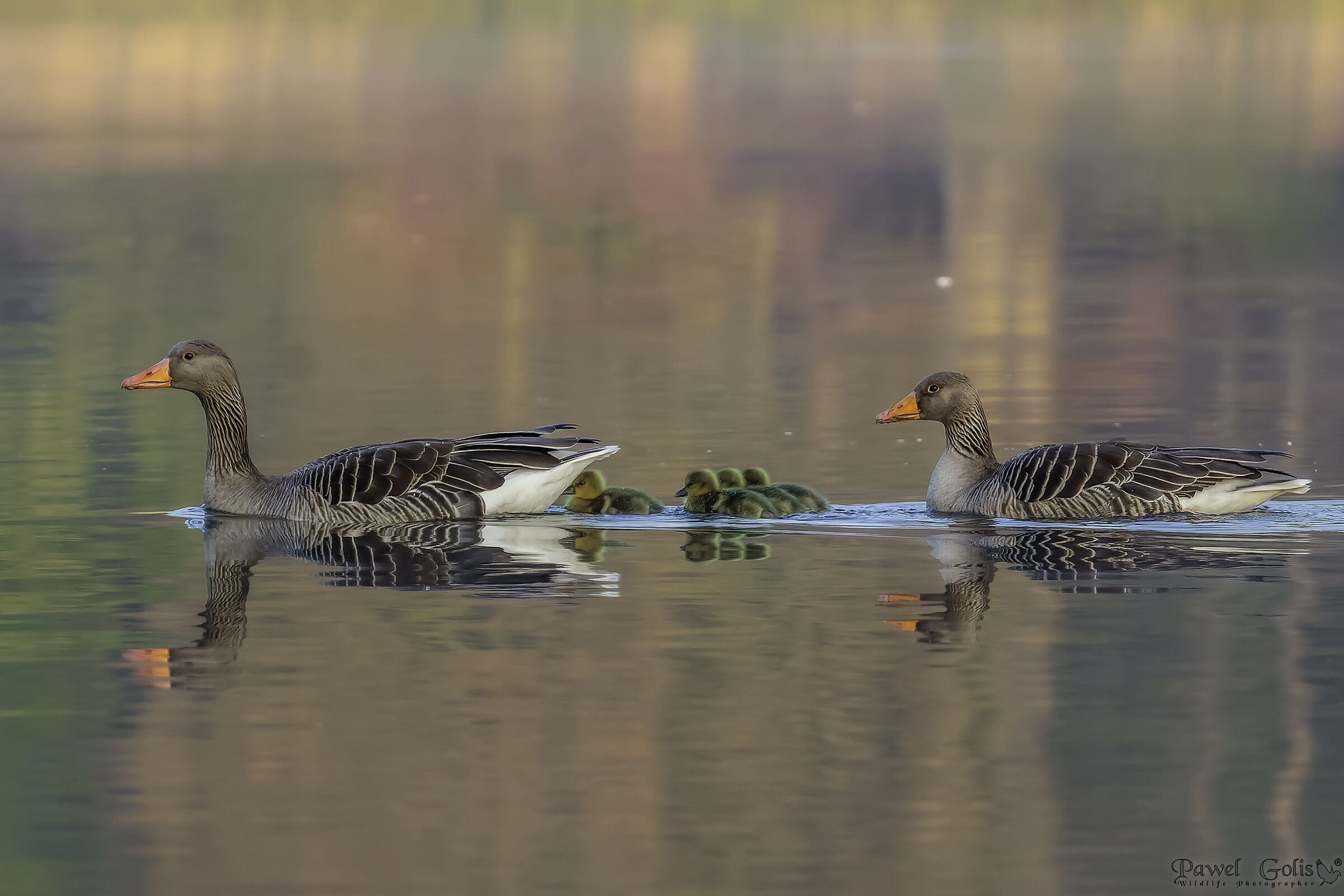 Greylag goose (Anser anser)