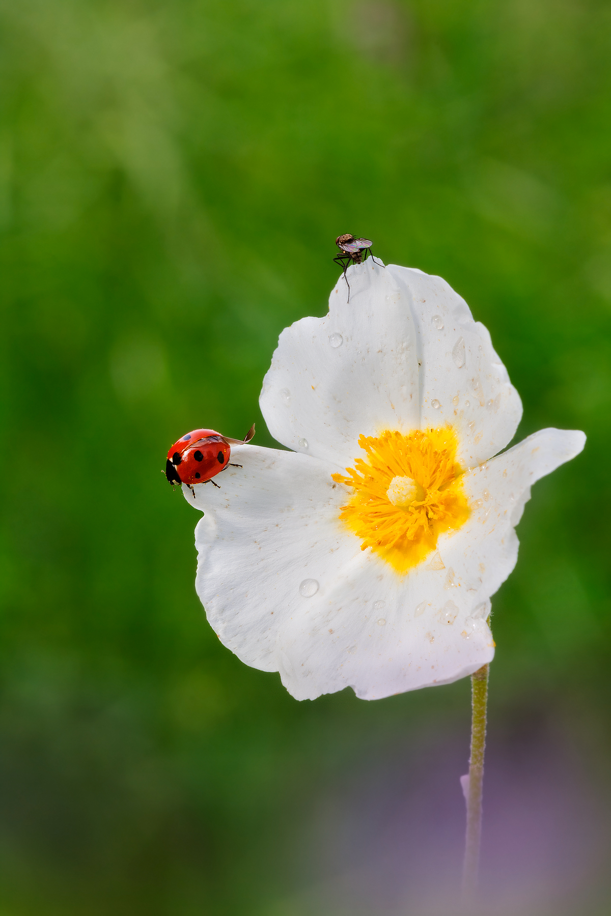 Rockrose with guests