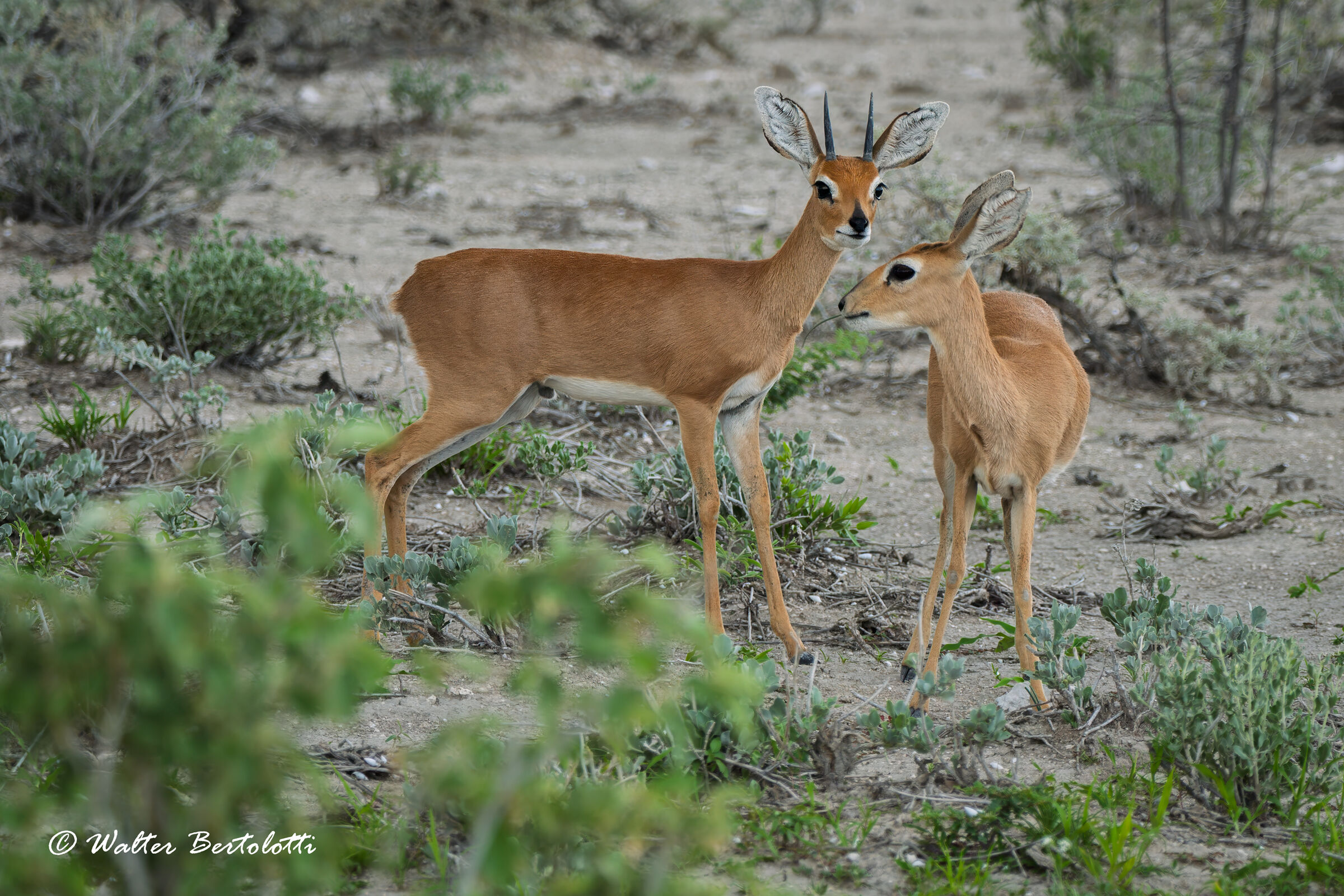 dik-dik