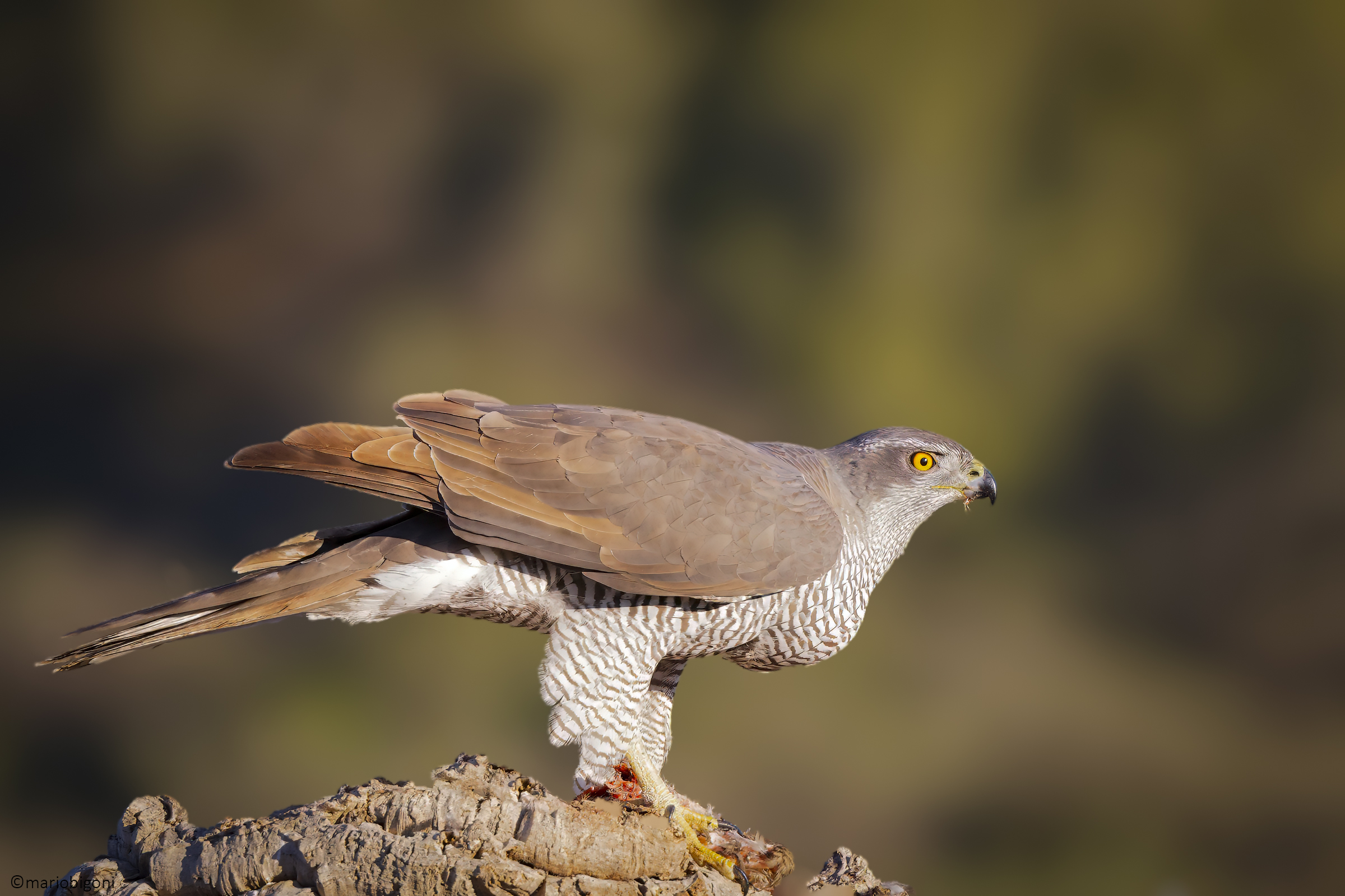 Goshawk