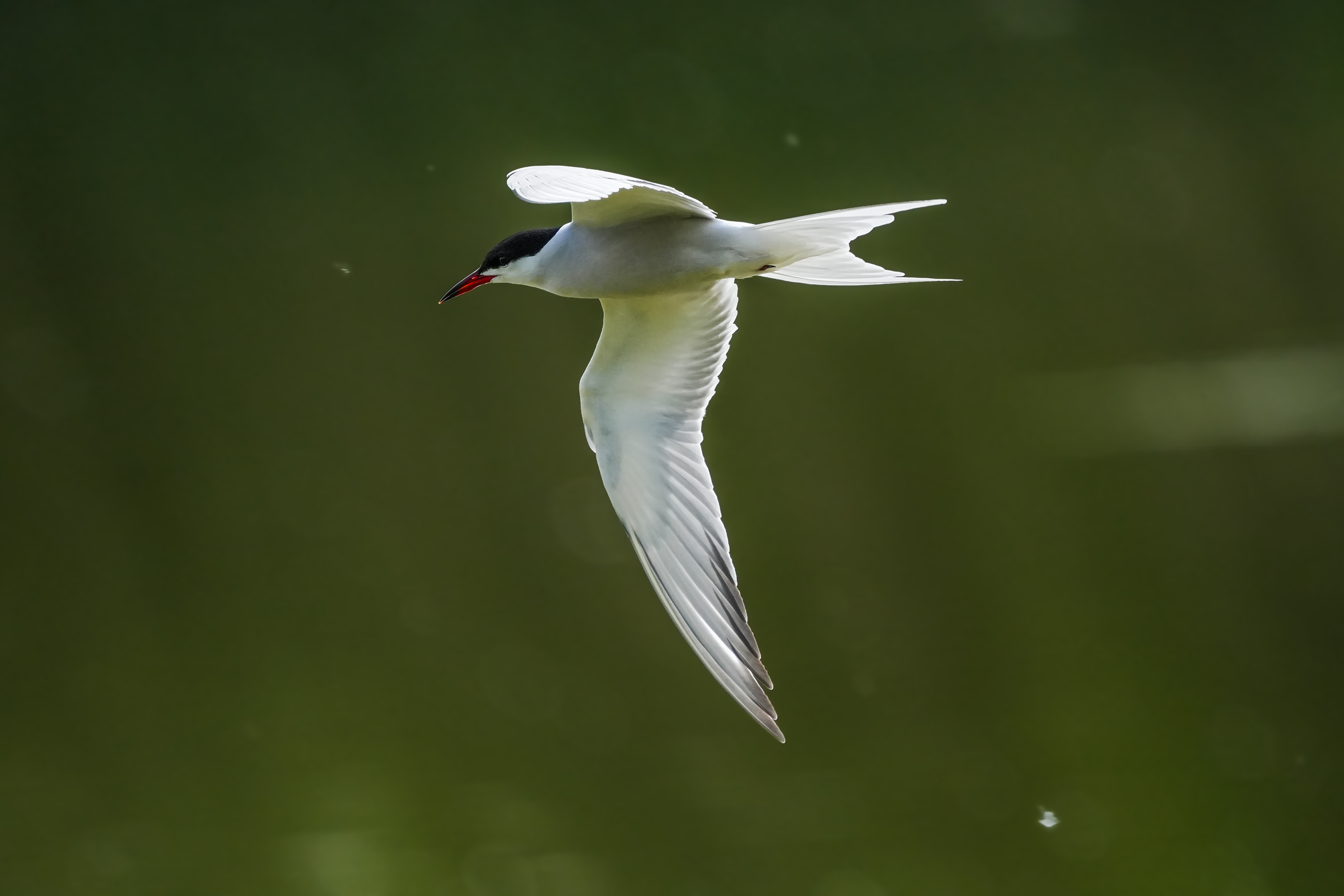 Common Tern