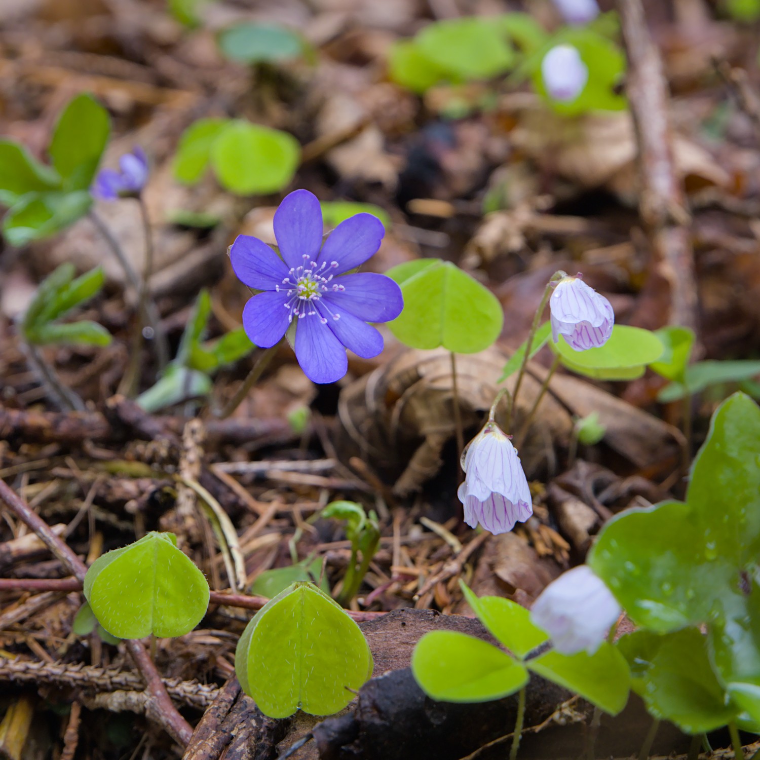 Anemone hepatica