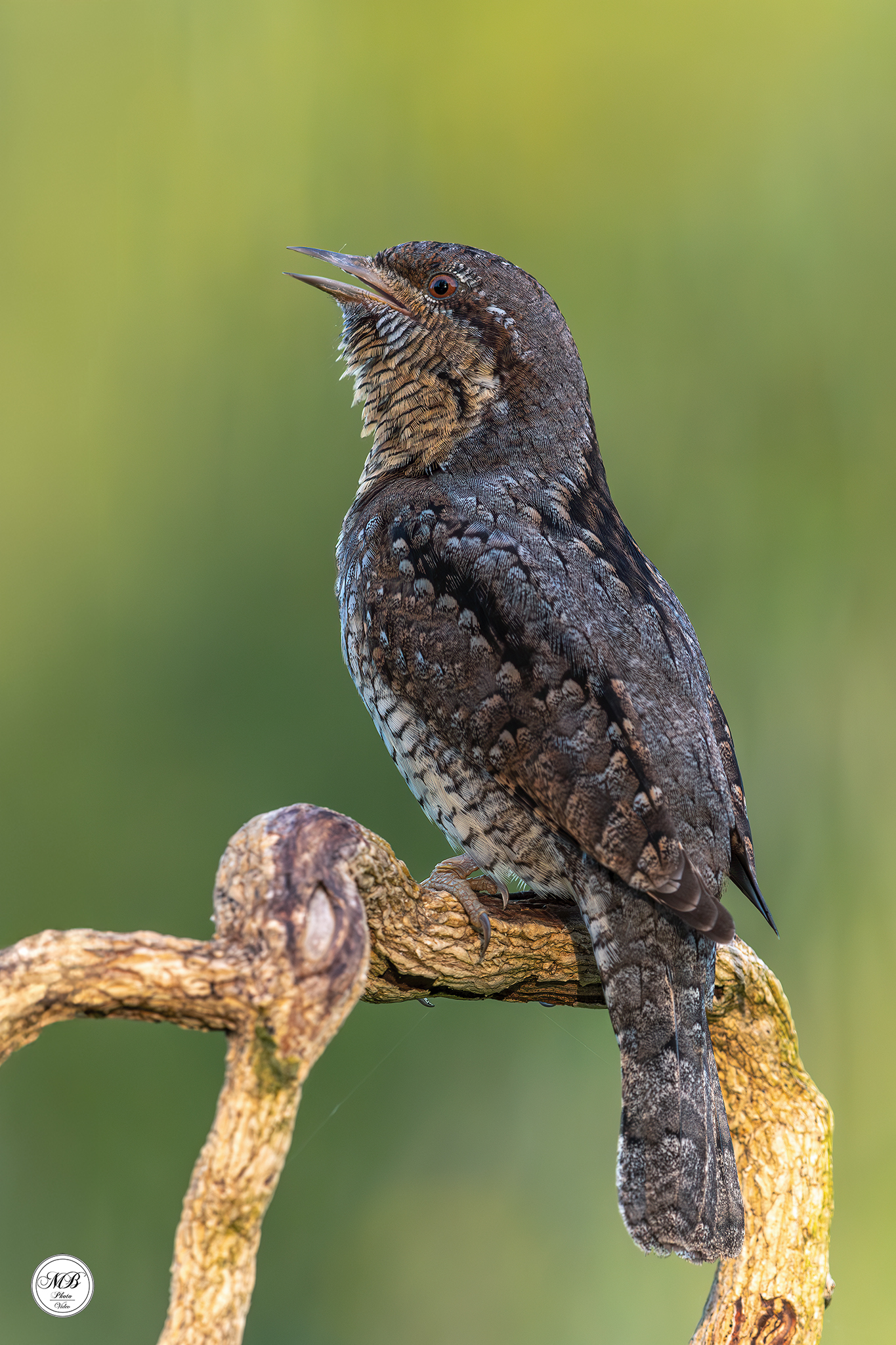 Wryneck