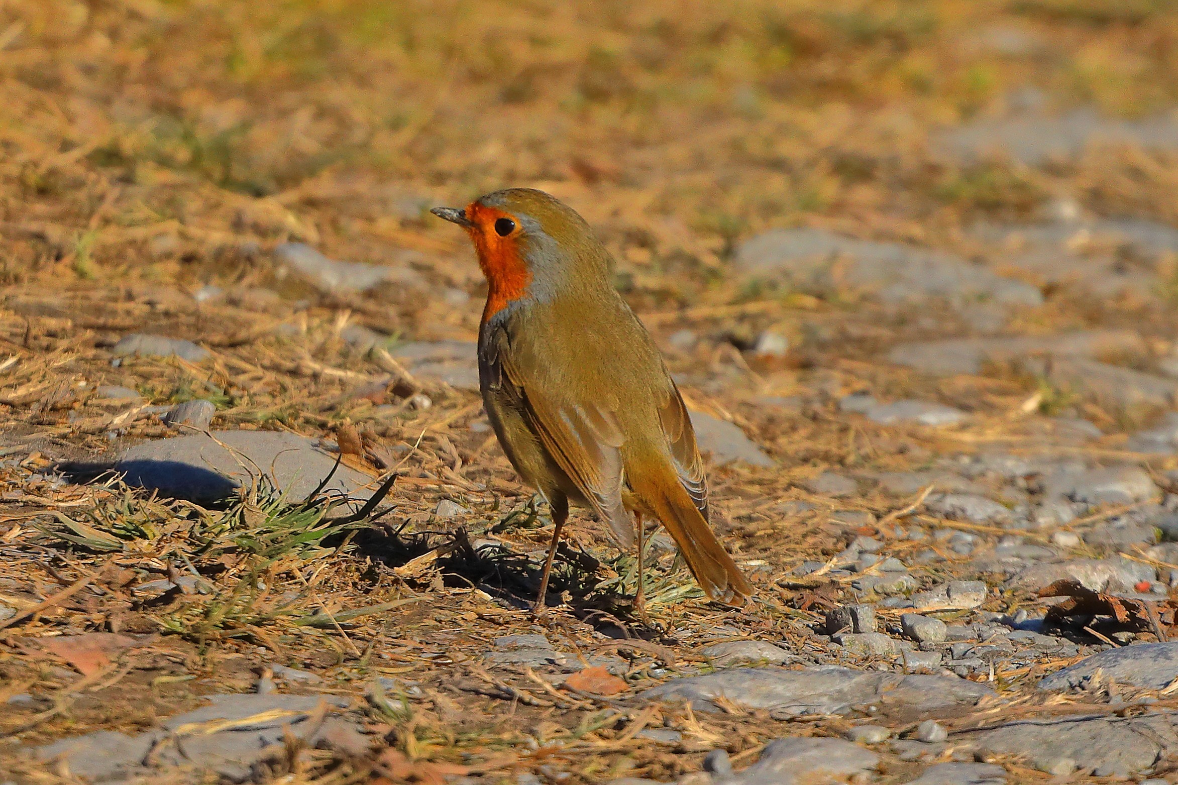 Pettirosso 03 gennaio 2025 - 0018