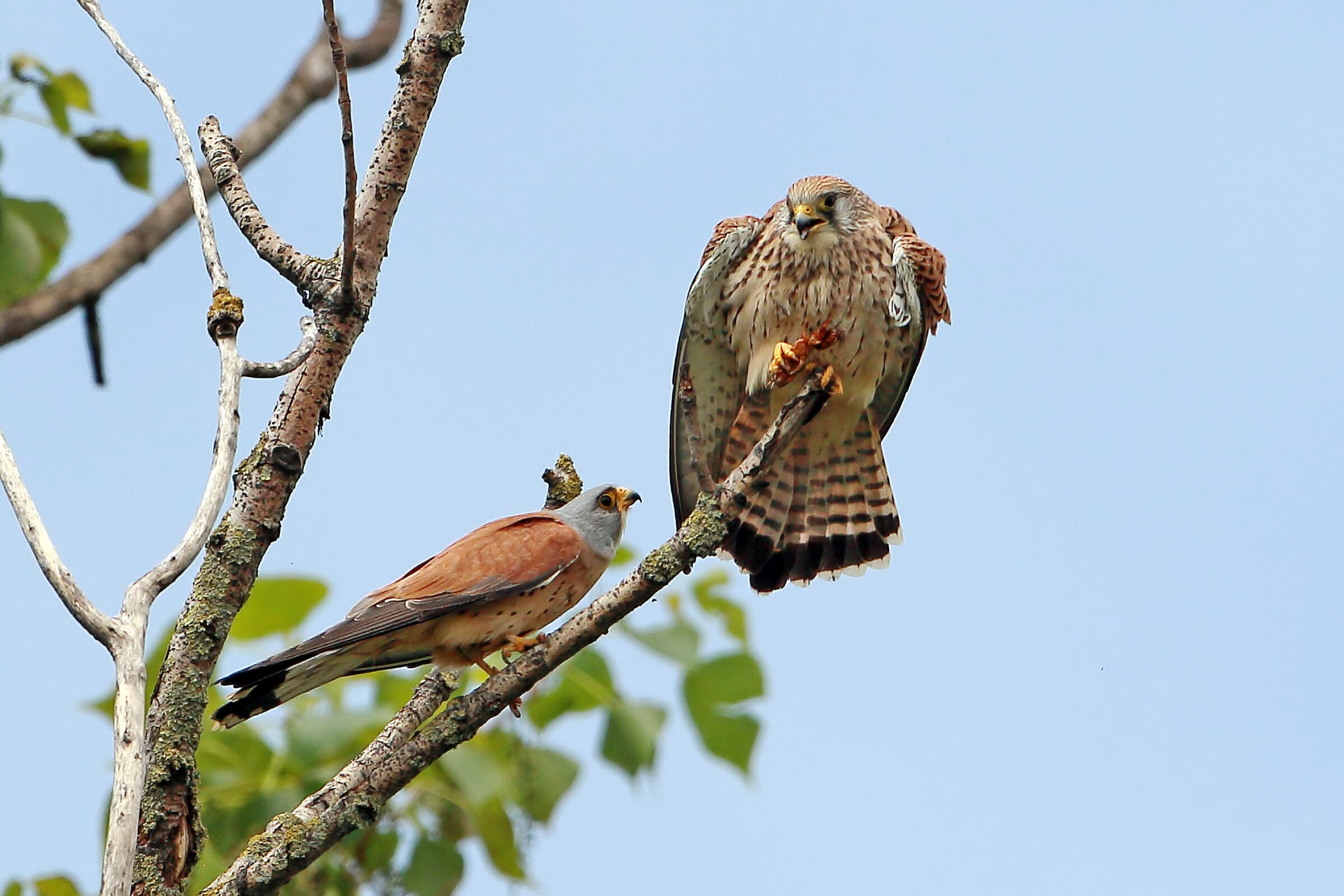 Lesser kestrels, male in apprehension but... gift accepted.