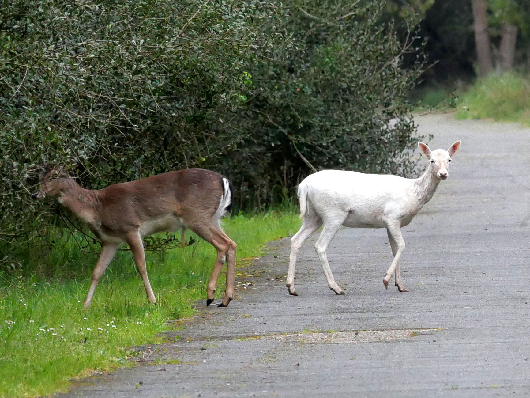 Albino fallow deer