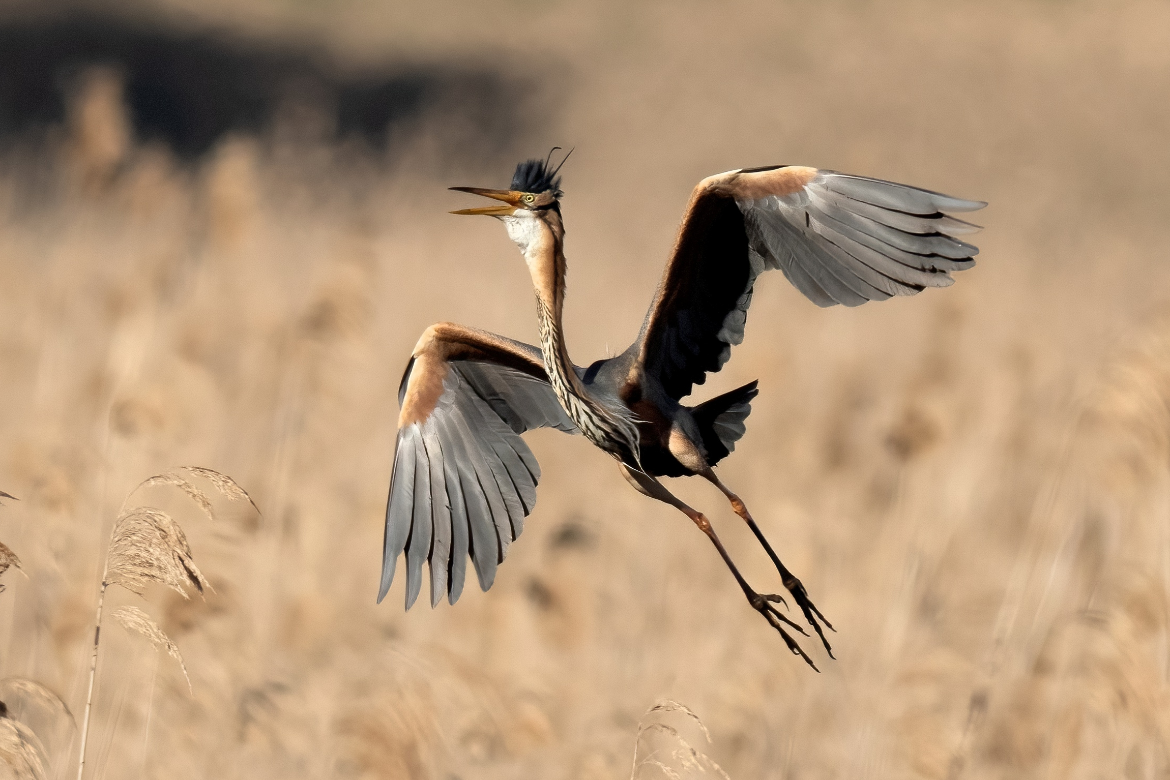 Airone rosso (Ardea purpurea)