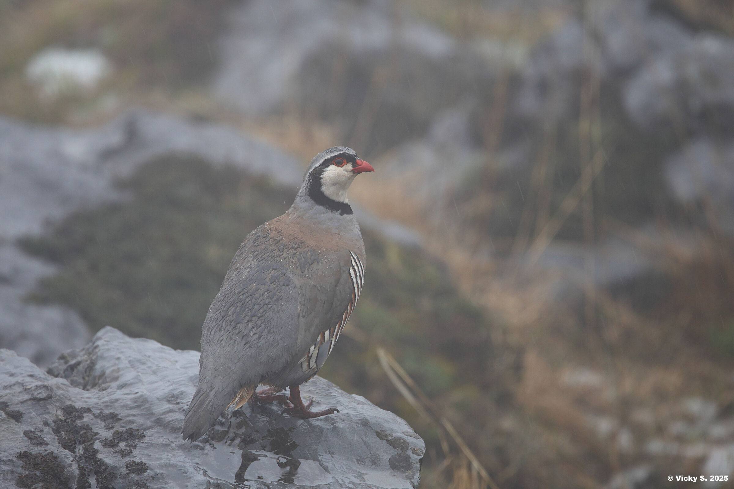 Coturnice alpina (pioggia e nebbia)
