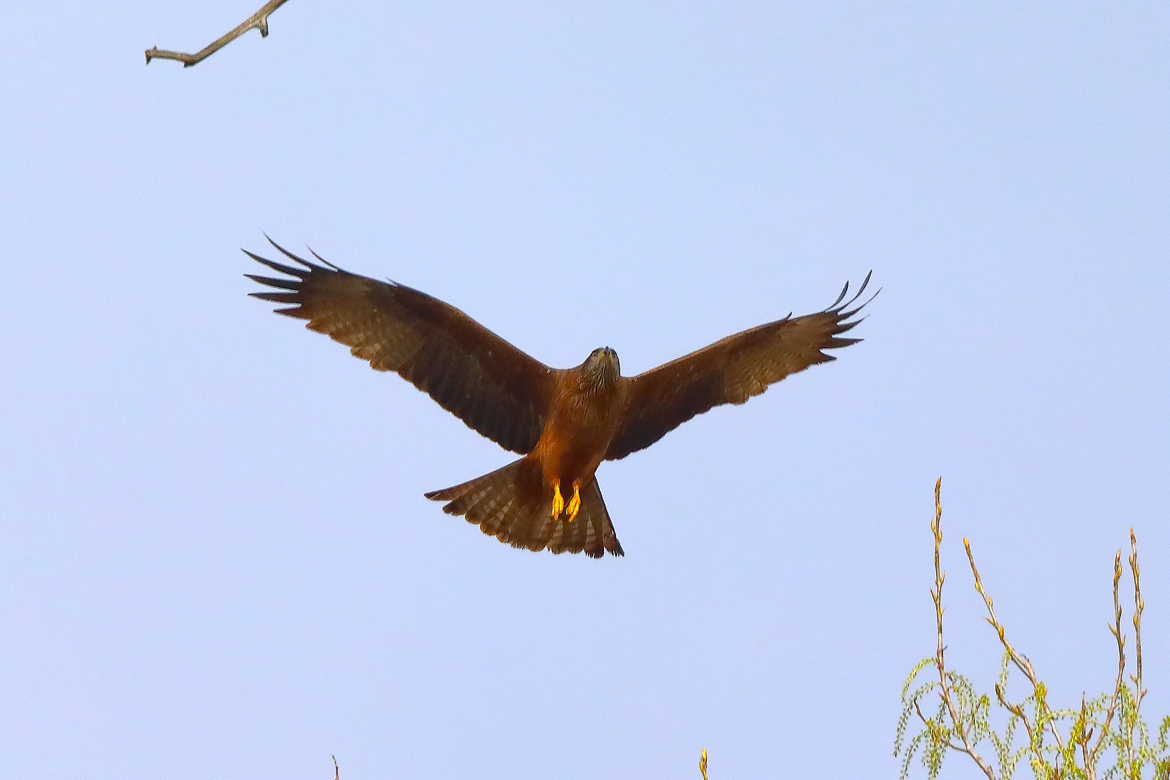 Nibbio bruno 29 marzo 2025 - 0078