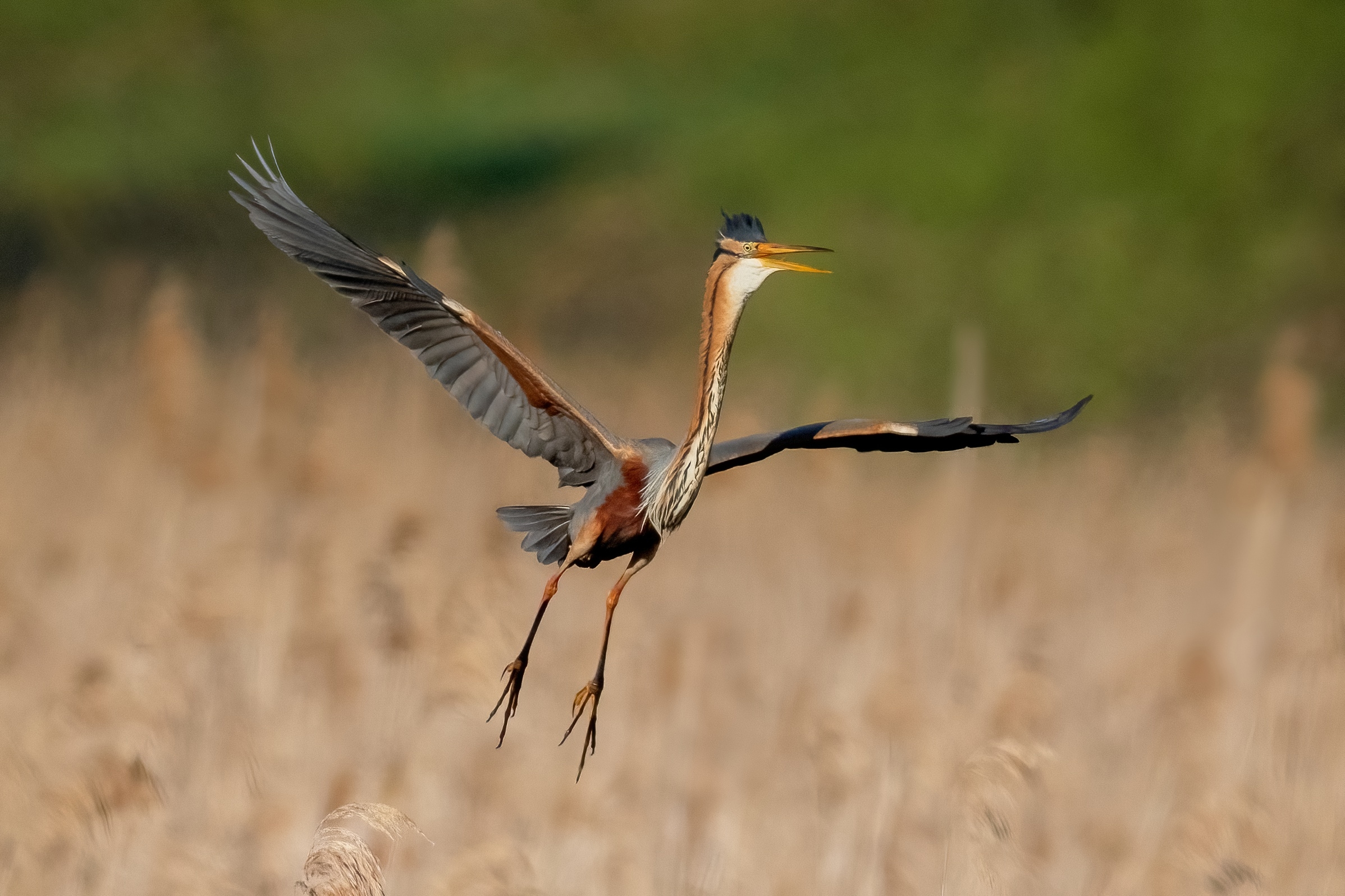Purple heron (Ardea purpurea)