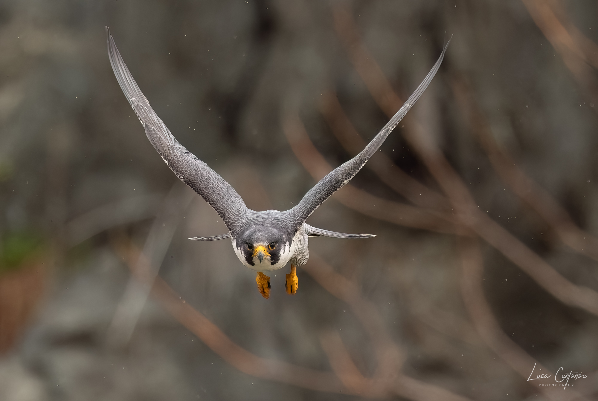 Peregrine Falcon (Falco peregrinus)