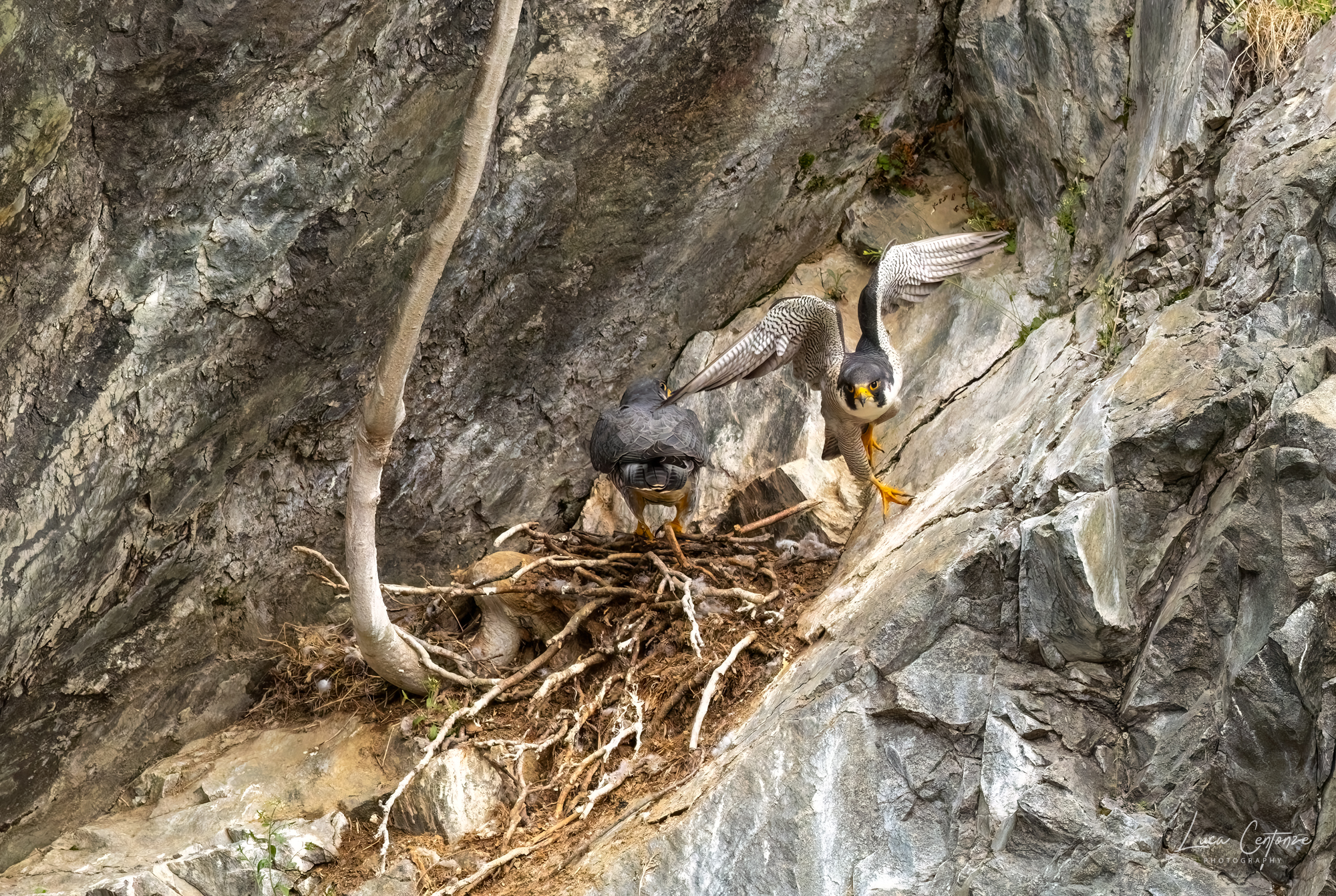 Peregrine Falcon (Falco peregrinus)