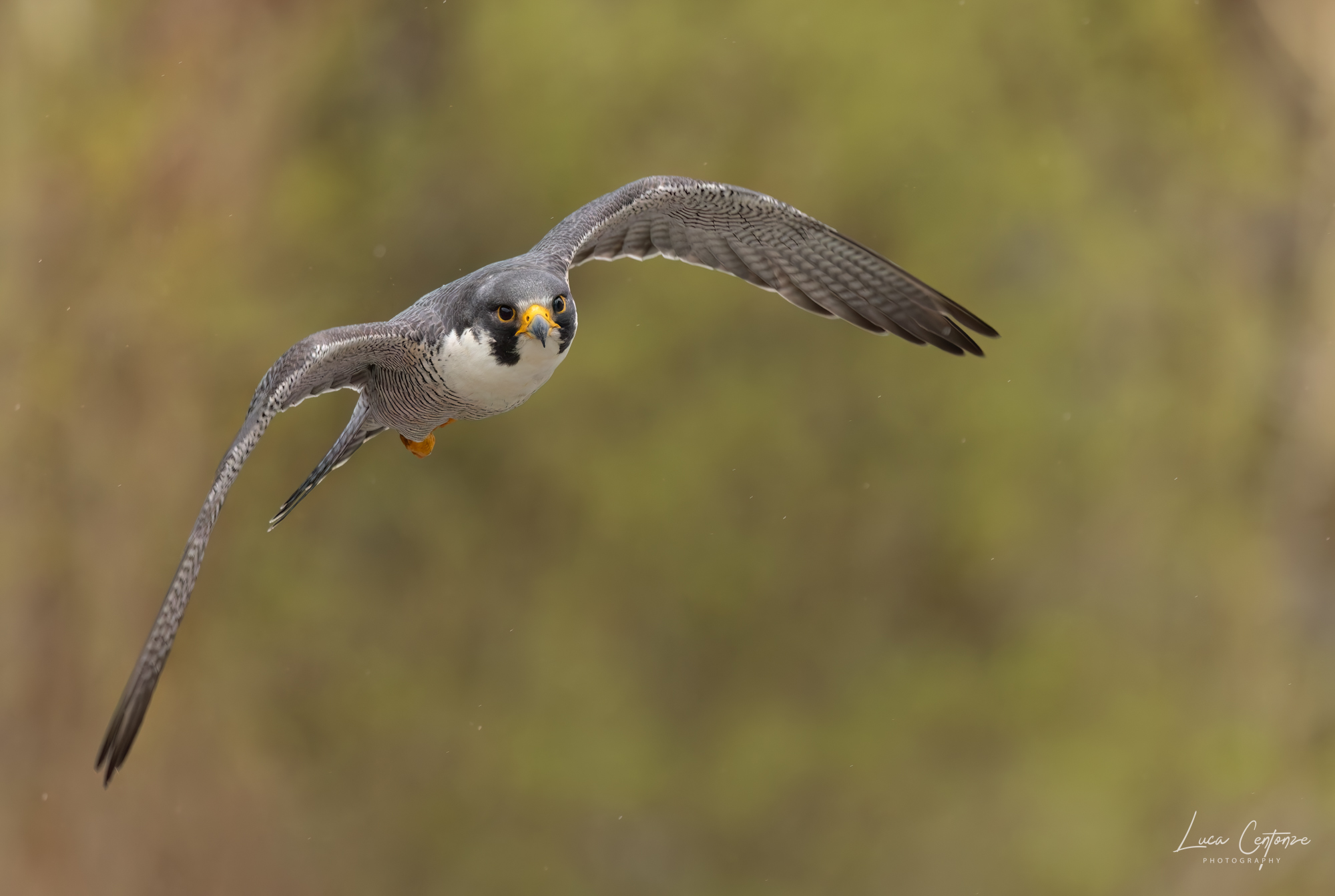 Peregrine Falcon (Falco peregrinus)