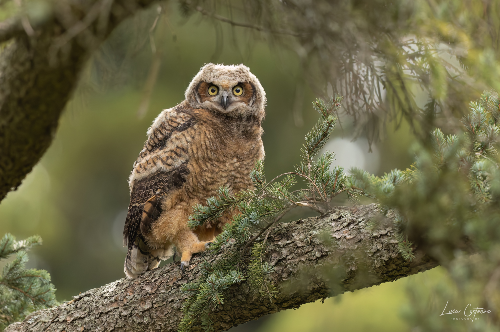 Great Horned Owl (Bubo virginianus)