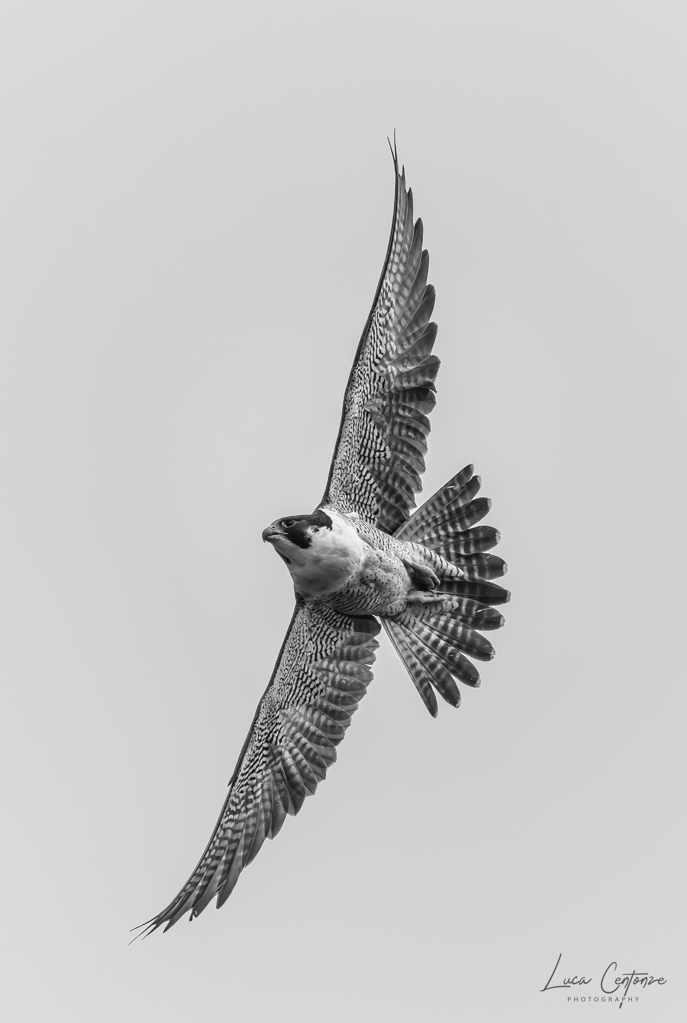 Peregrine Falcon B&W