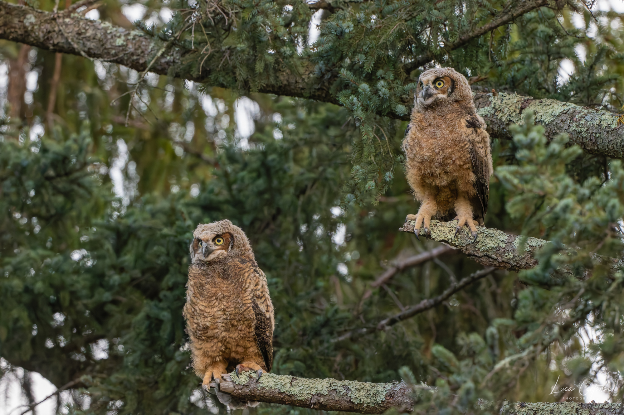 Great Horned Owl (Bubo virginianus)