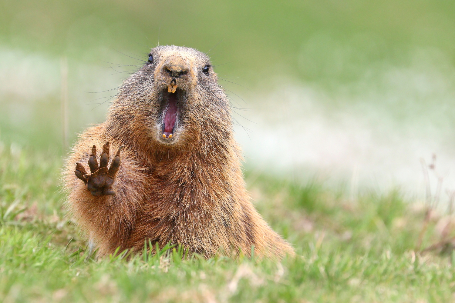 The awakening of the groundhog