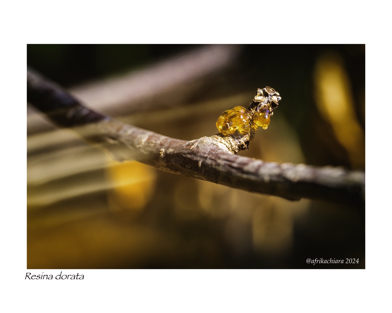 The bright cry of the cherry tree