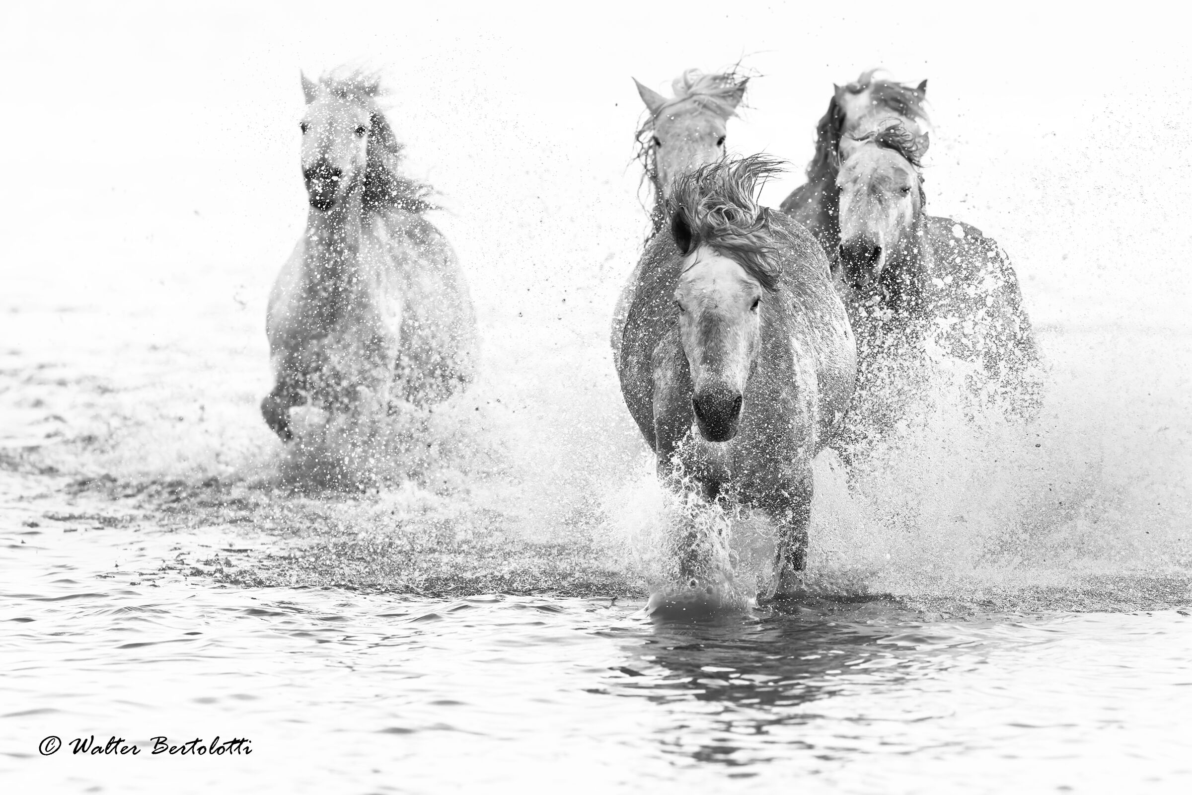 The crazy races of the Camargue
