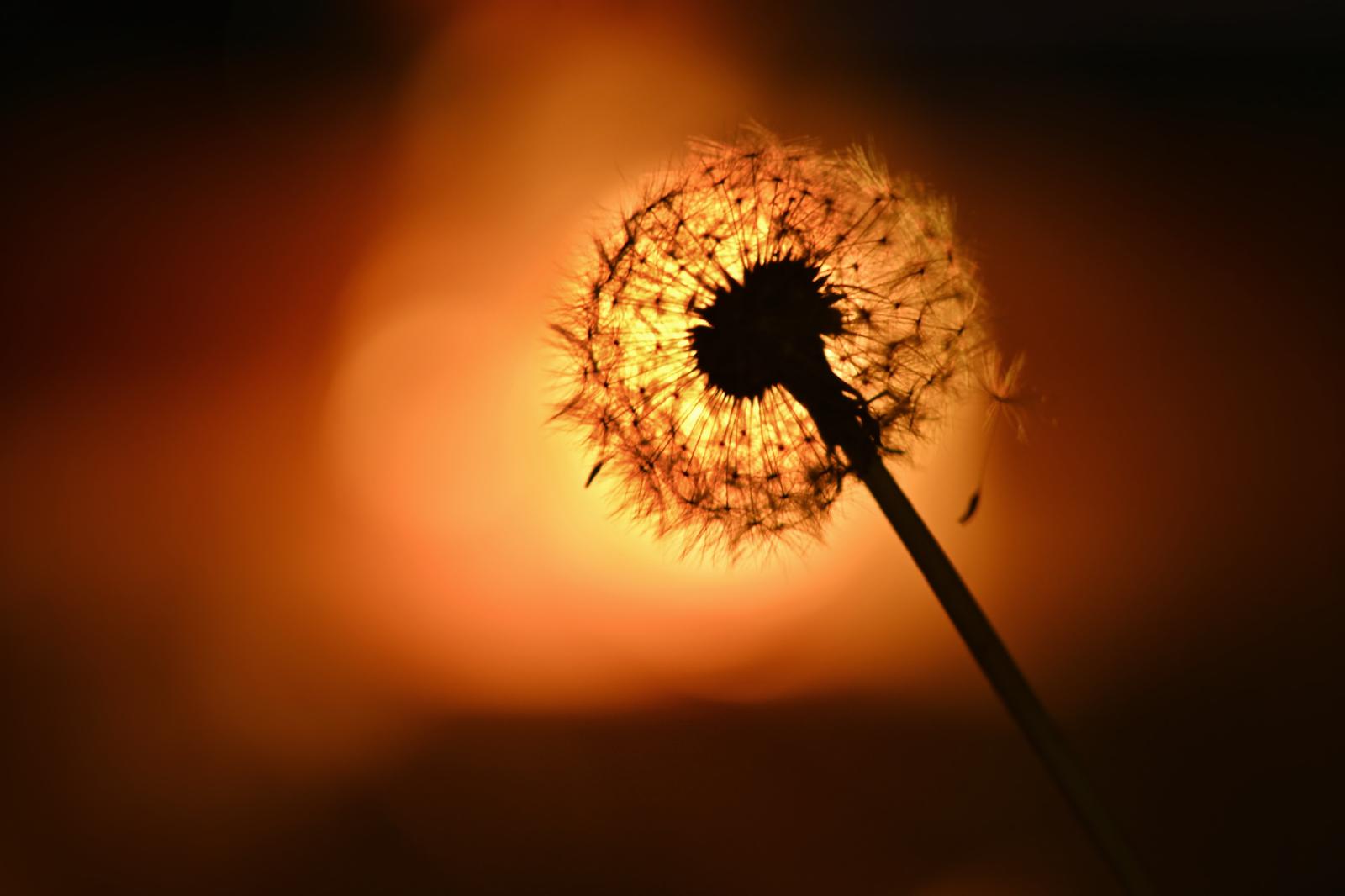 Between shadows and golden threads