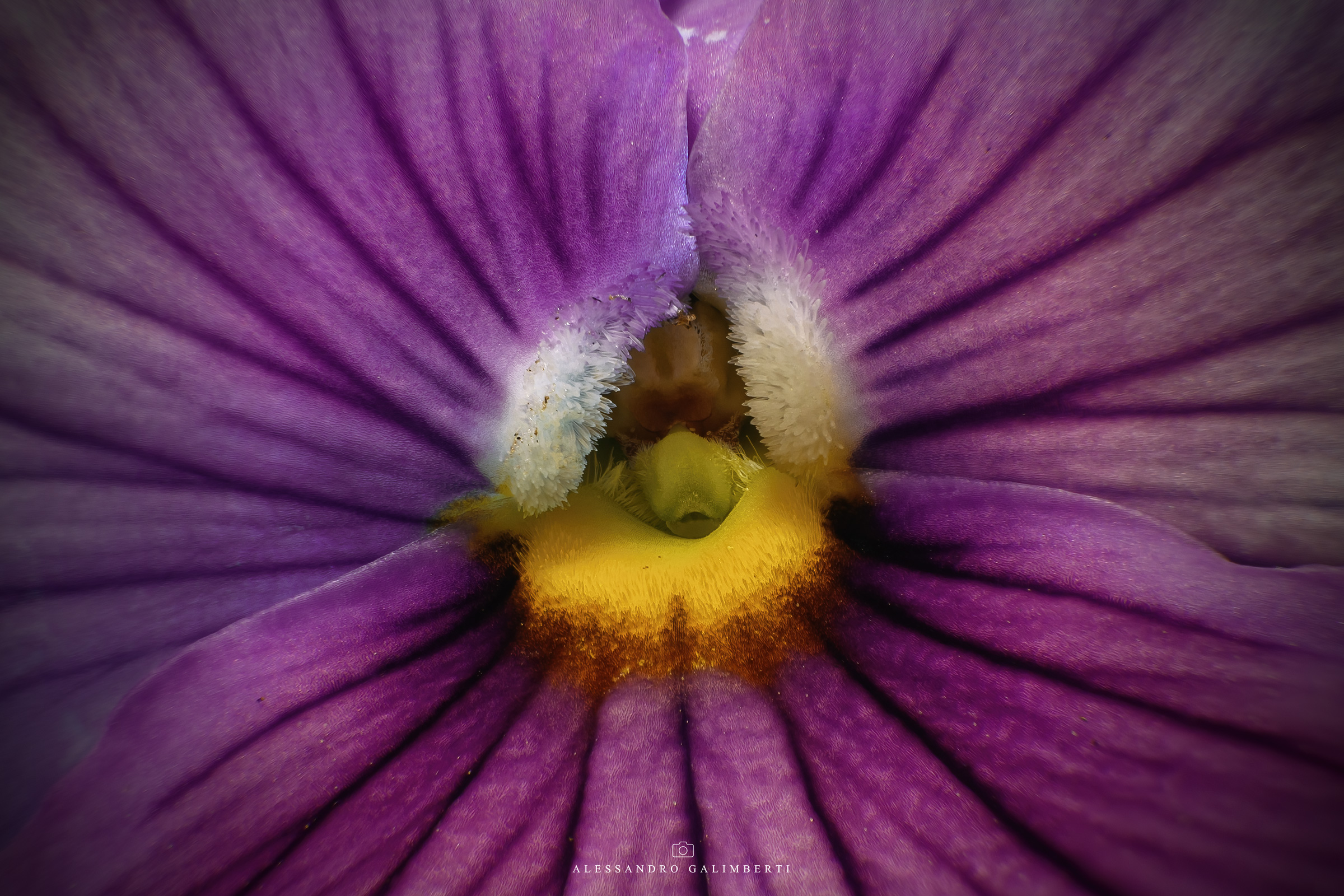 Violet