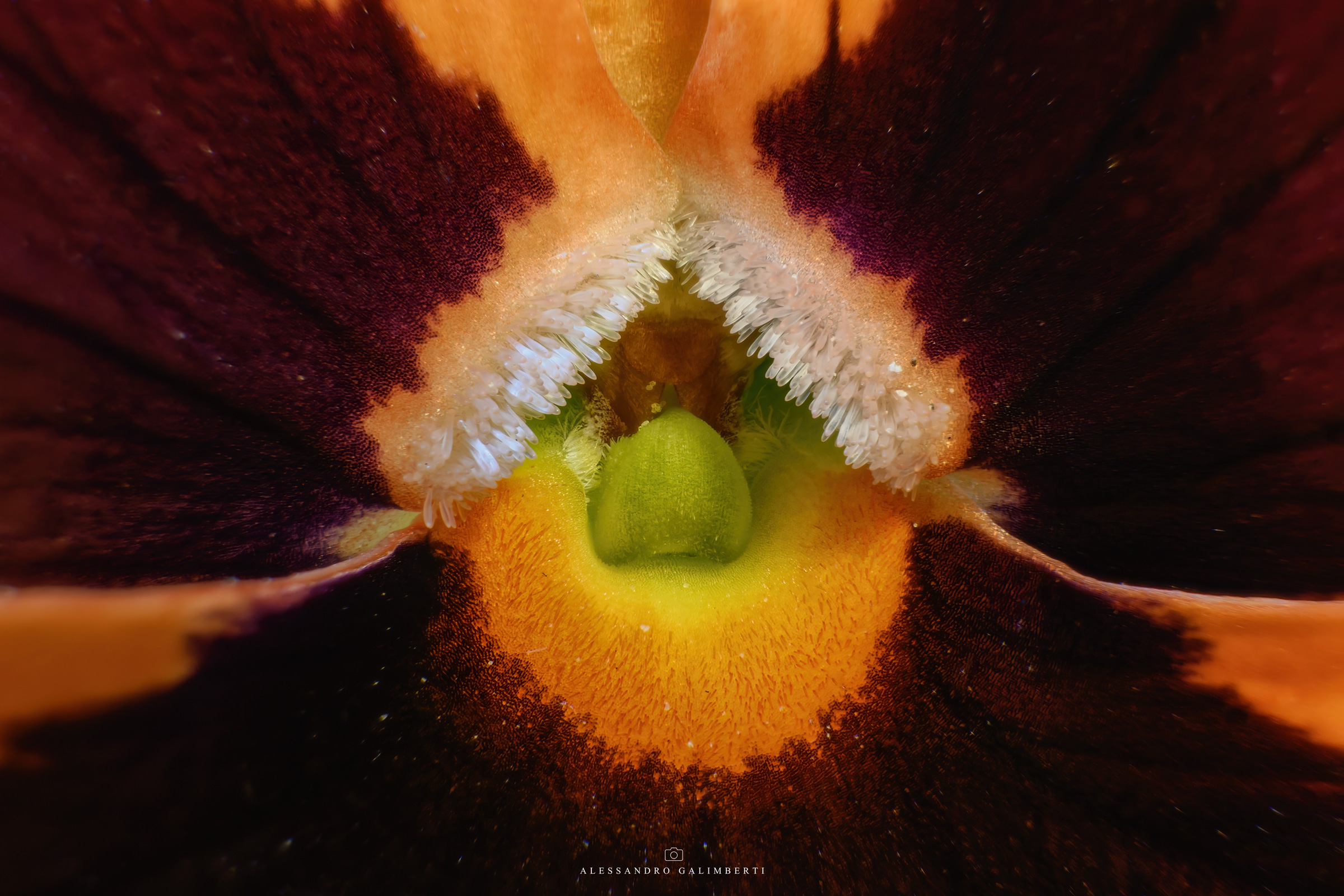 nel cuore della viola