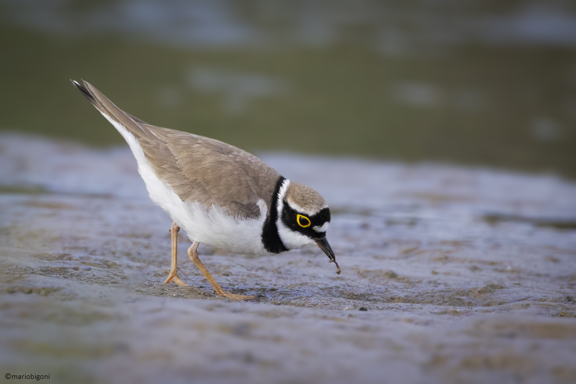 Little ringed plover