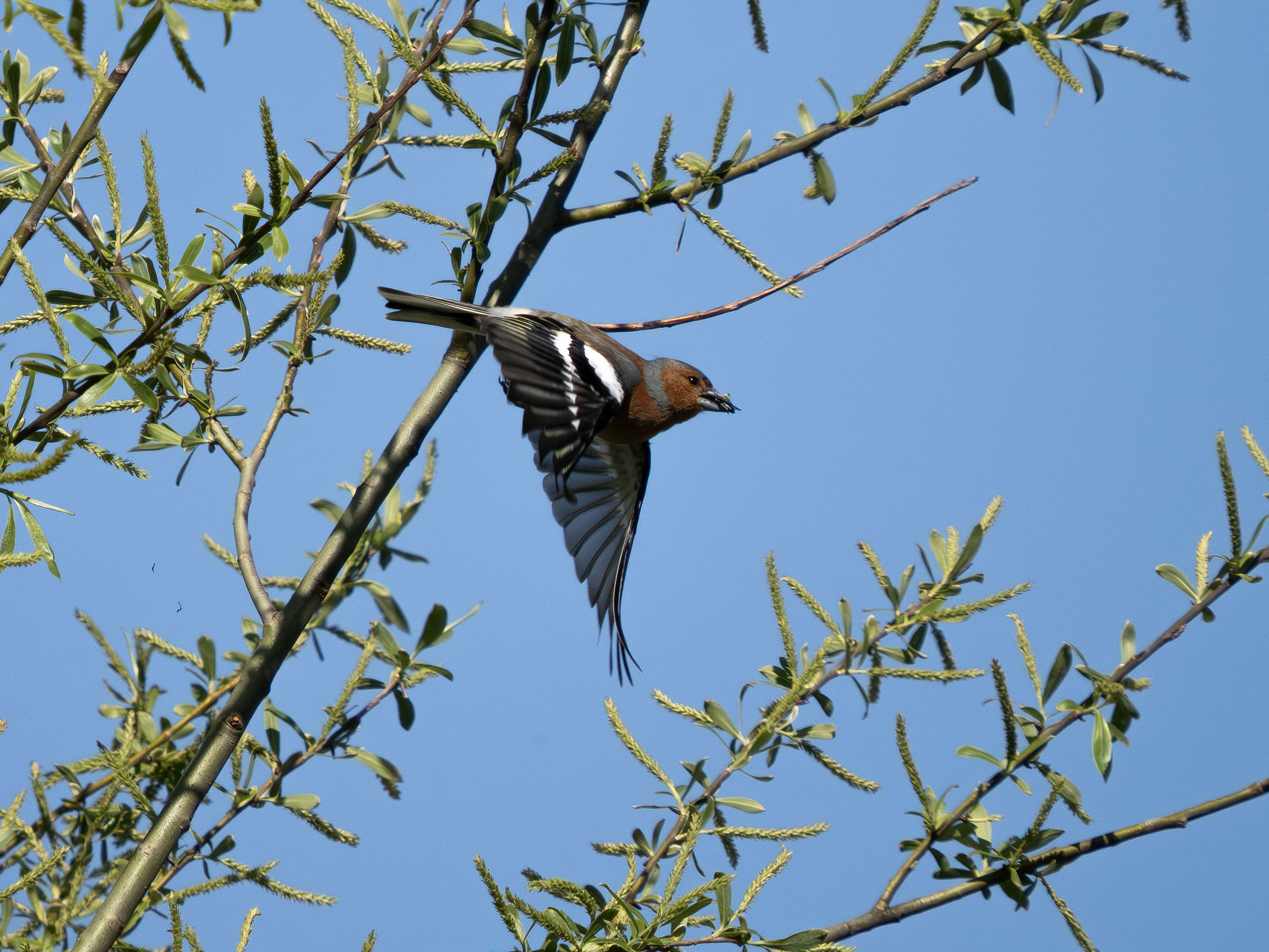 chaffinch. Grip