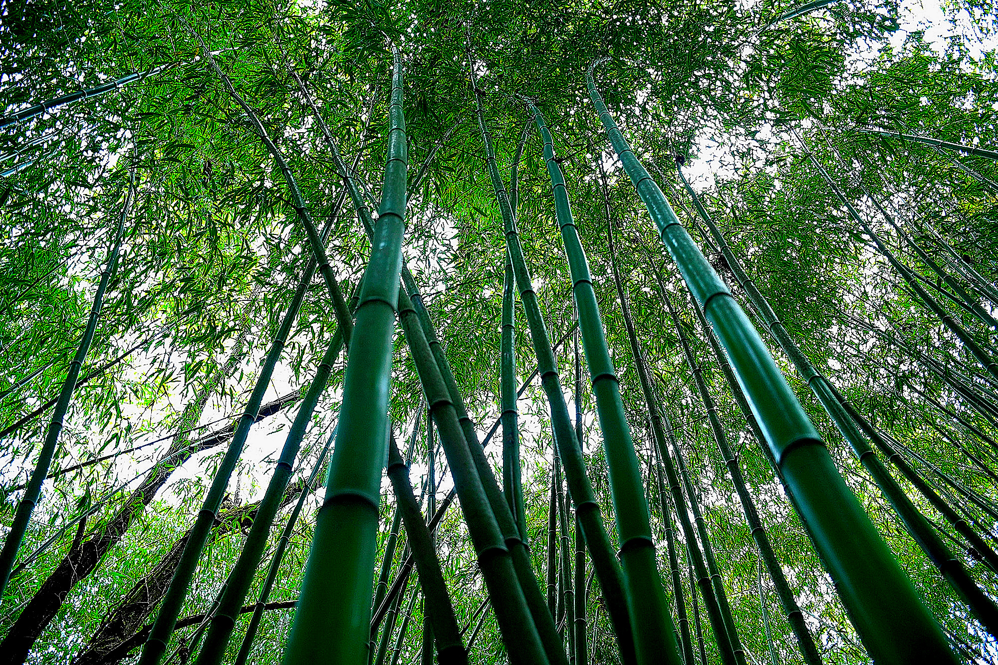 The bamboo forest