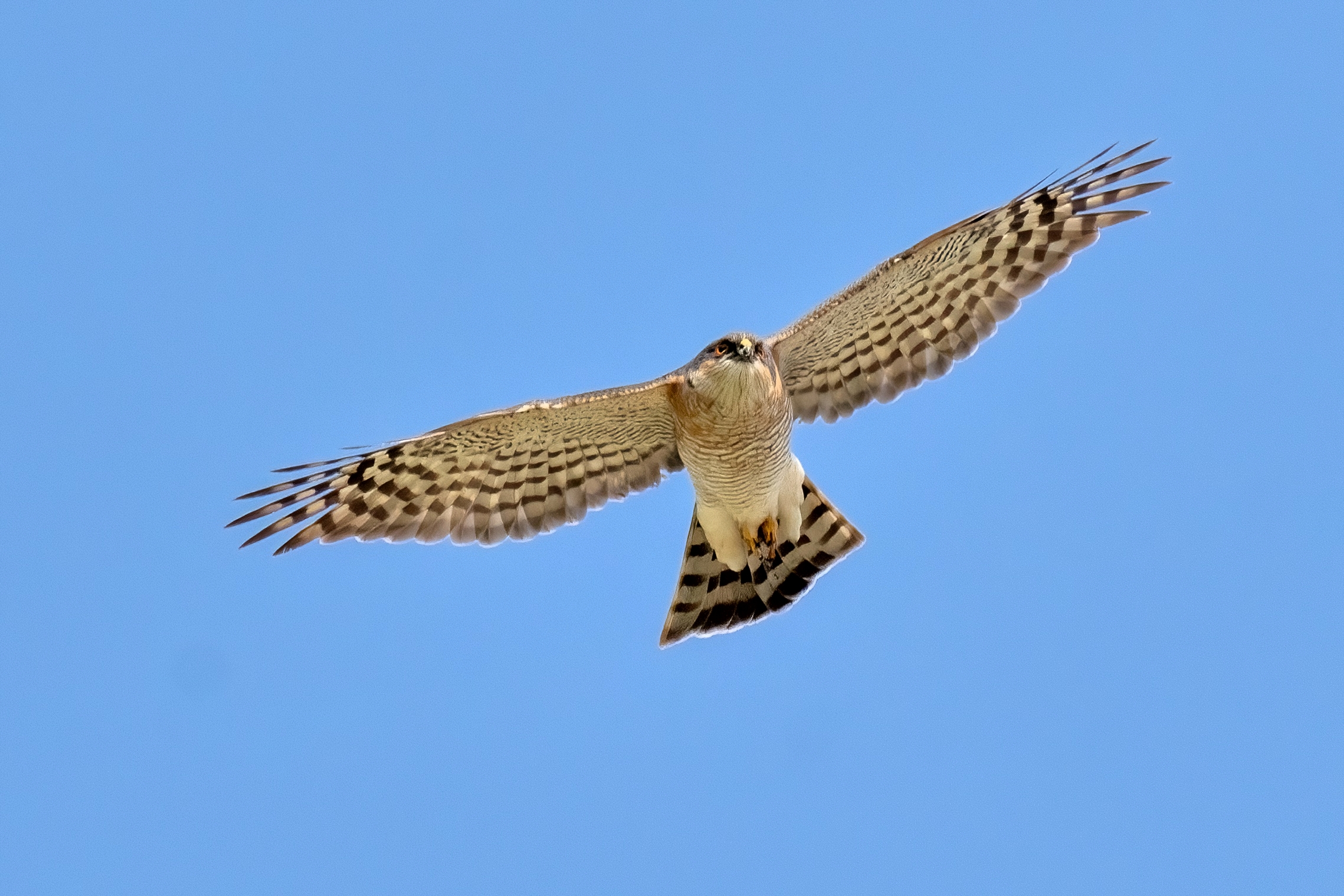 Sparrowhawk (Accipiter nisus)