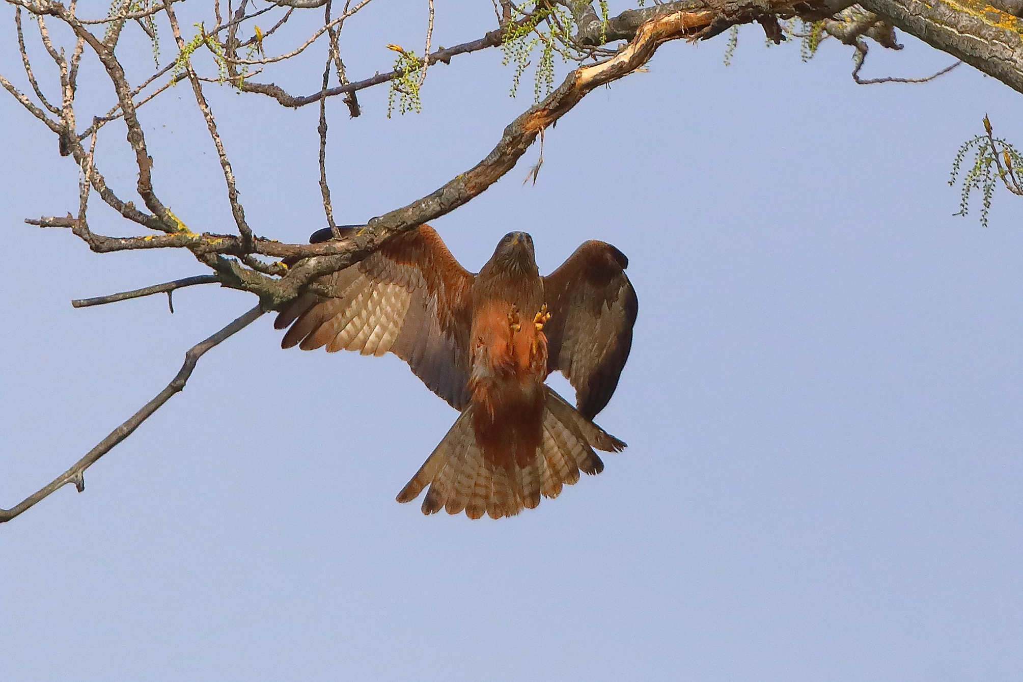 Nibbio bruno 29 marzo 2025 - 0079