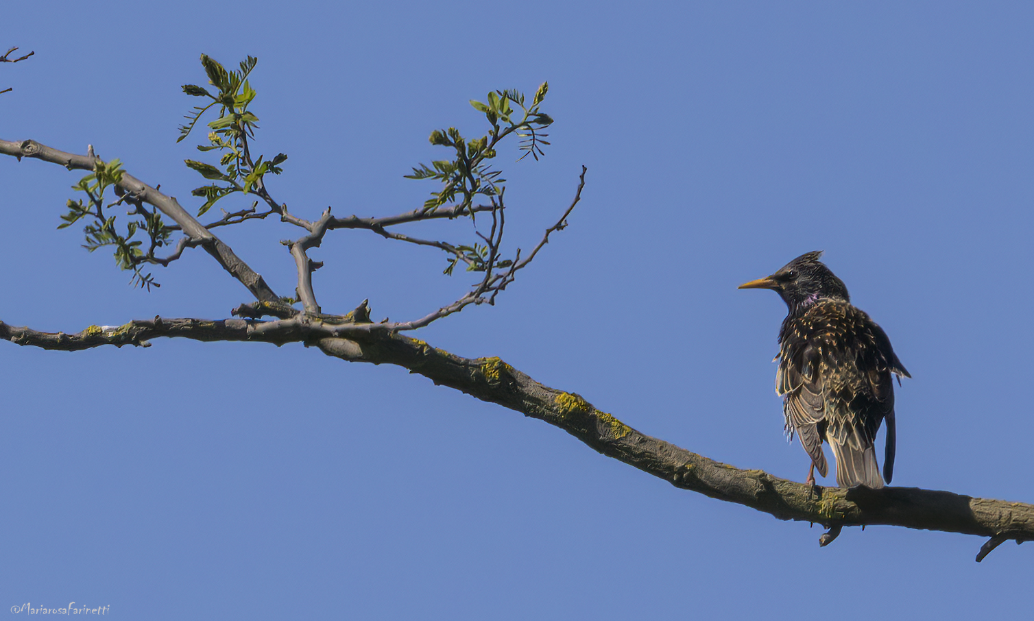 come può uno Storno...
