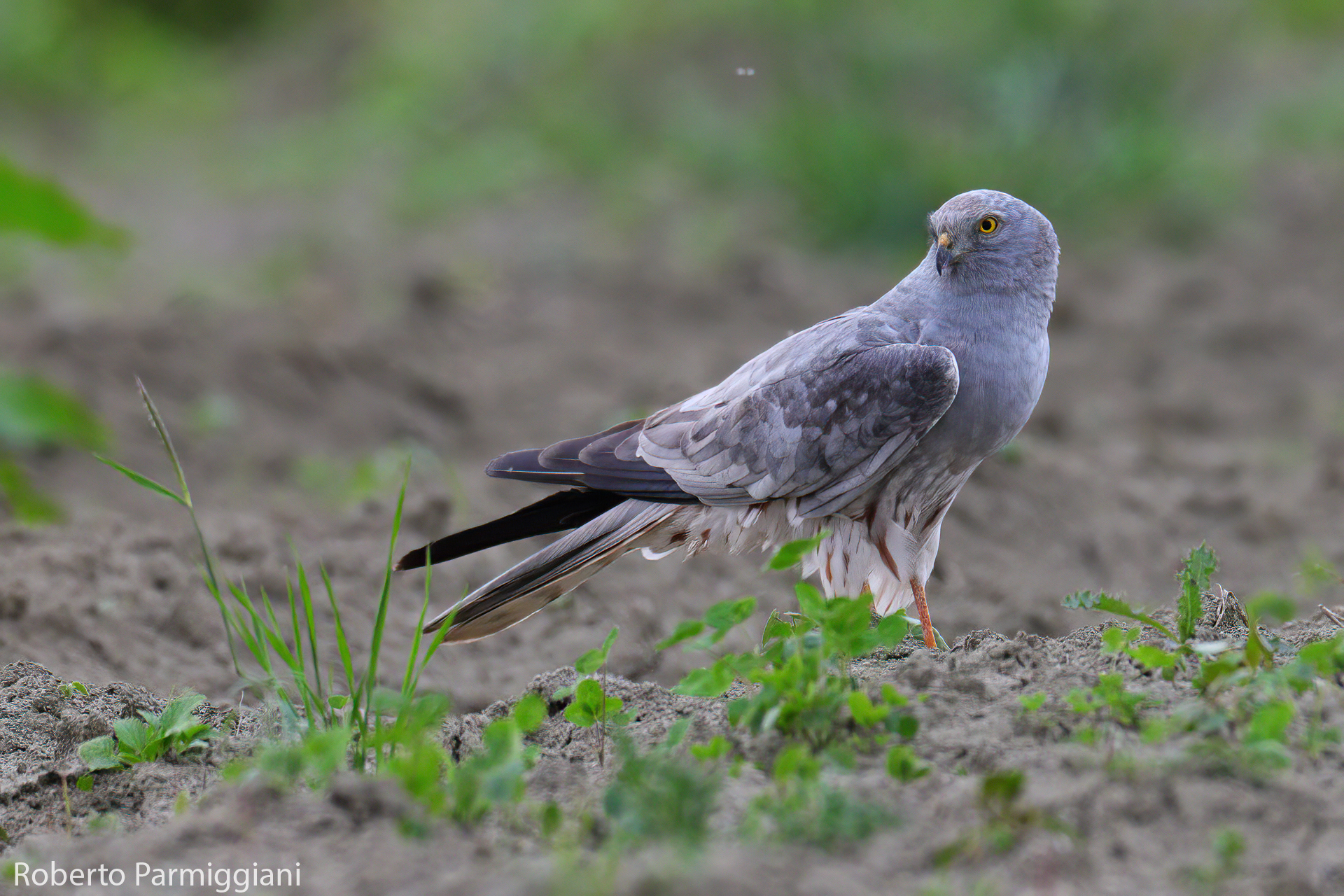 Montagu's Harrier