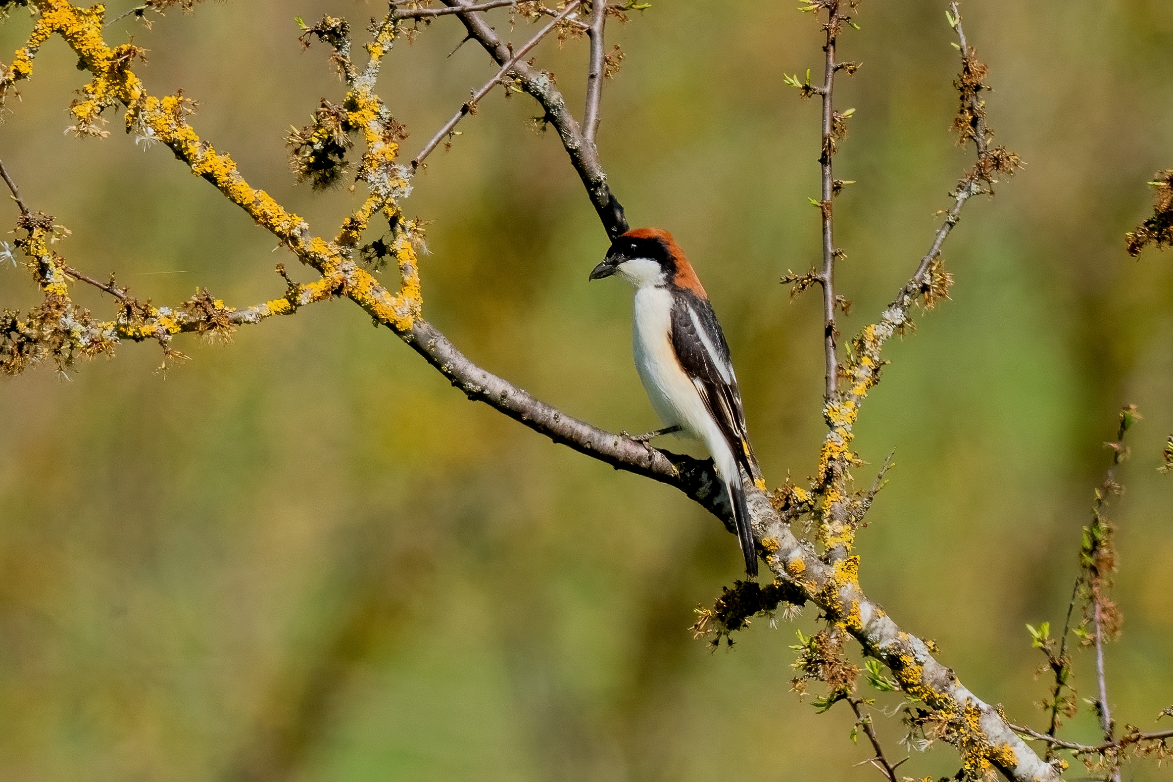 Averla capirossa (Lanius senator)