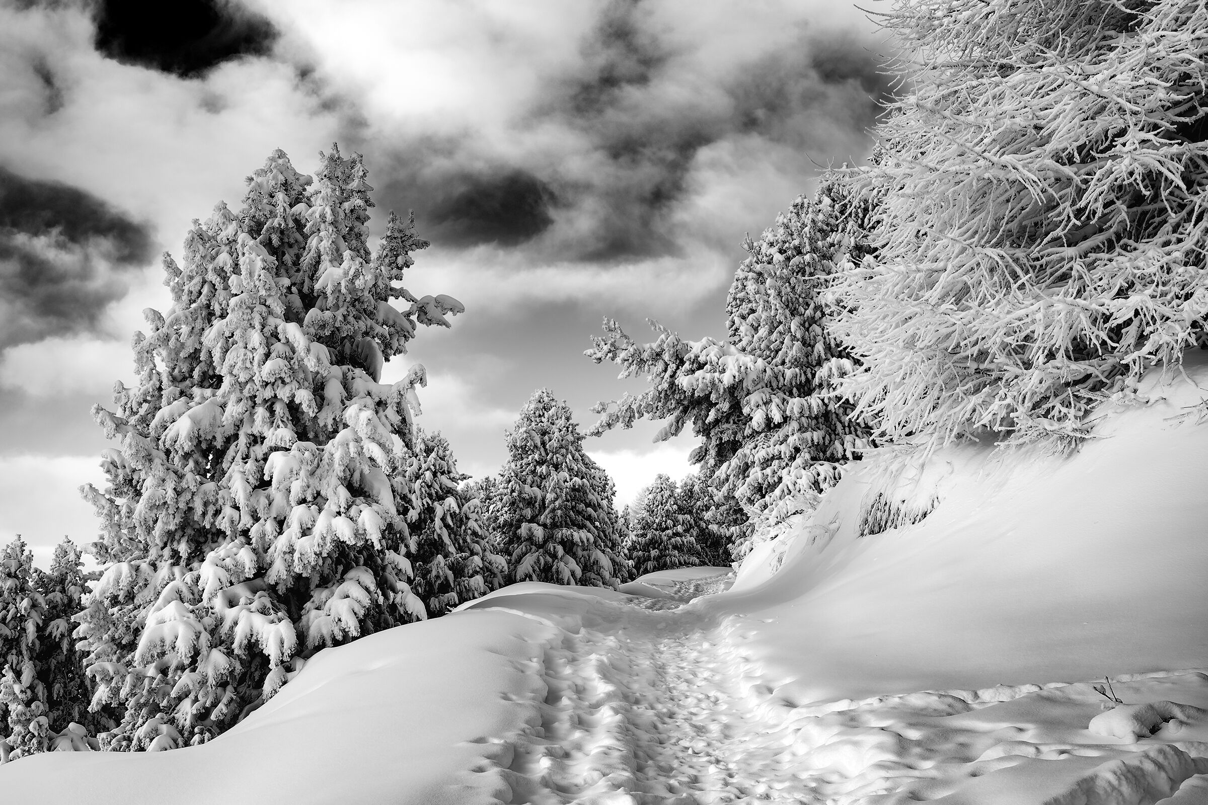 Neve fresca