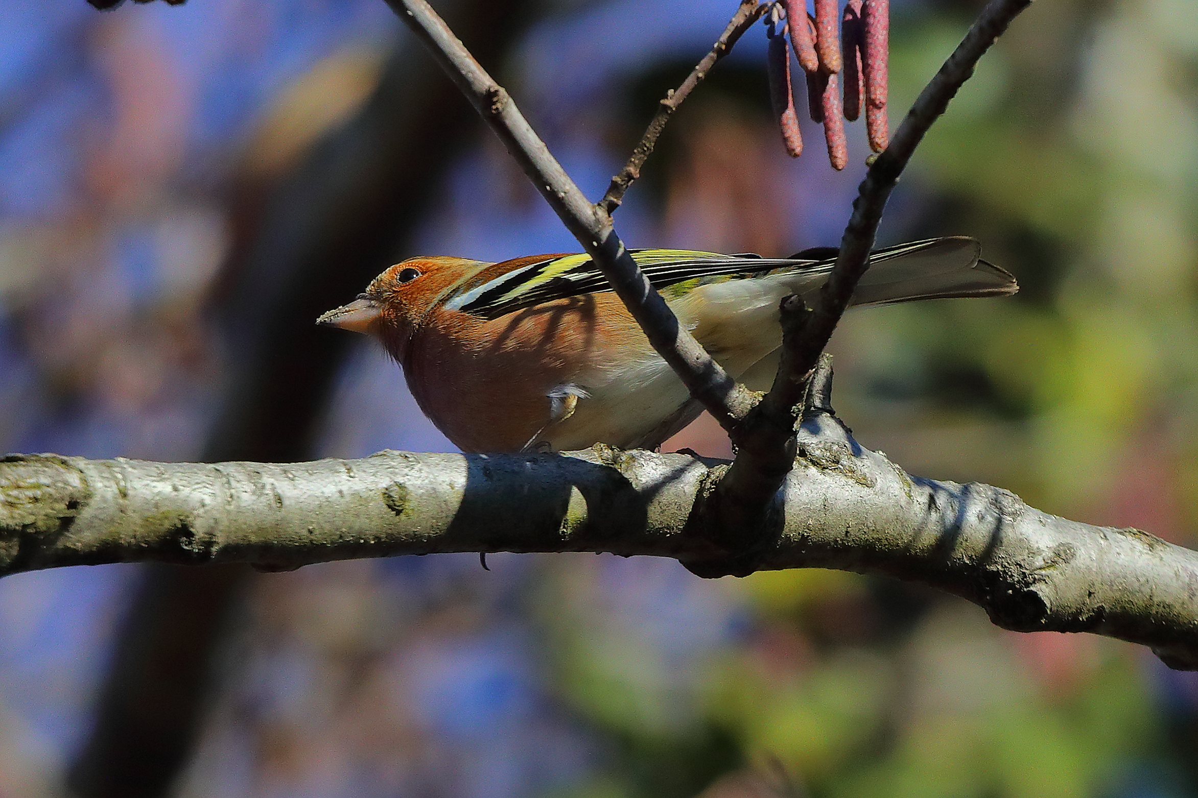 Fringuello 03 gennaio 2025 - 0034