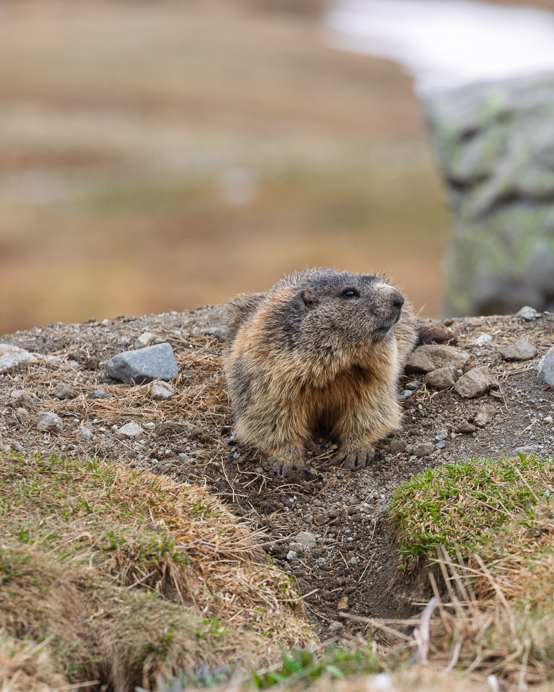 Marmotta diffidente