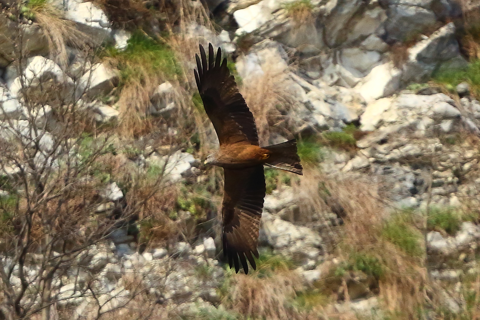 Nibbio bruno 28 marzo 2025 - 0028