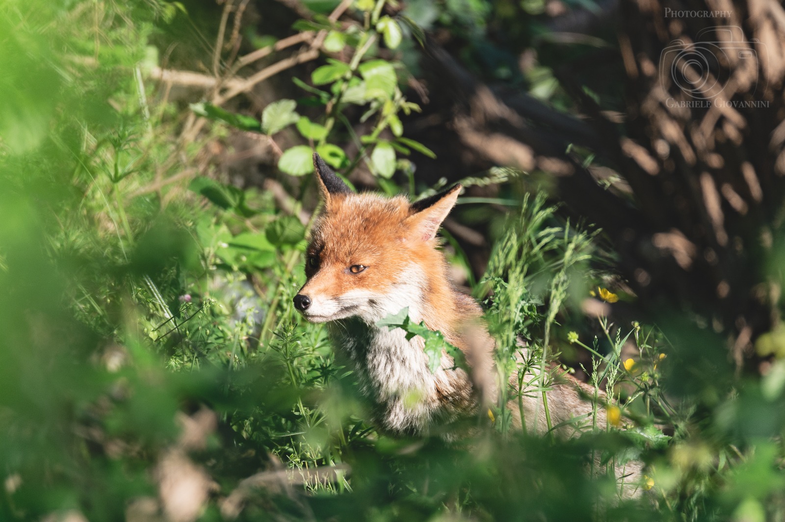 Fox