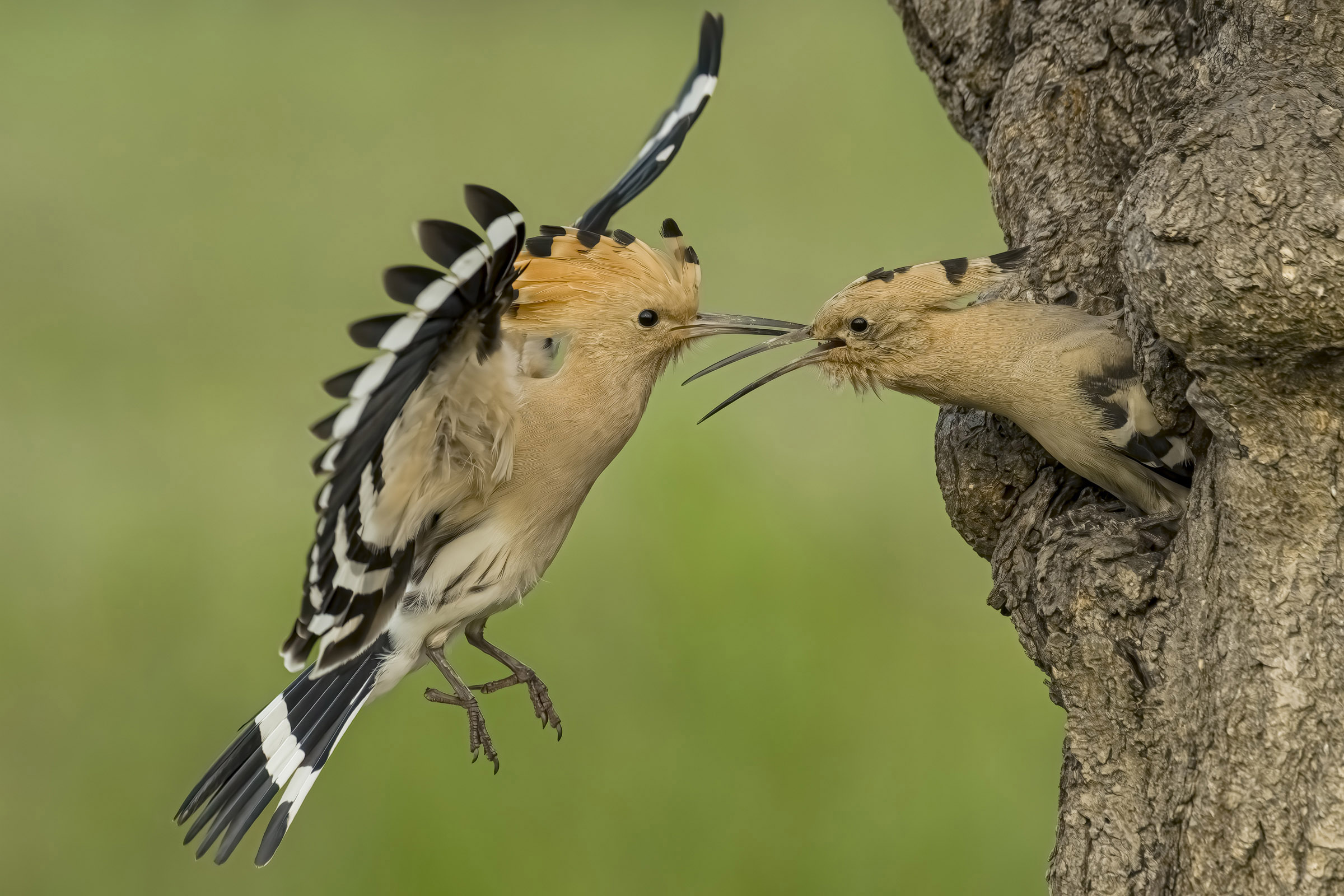 Hoopoes