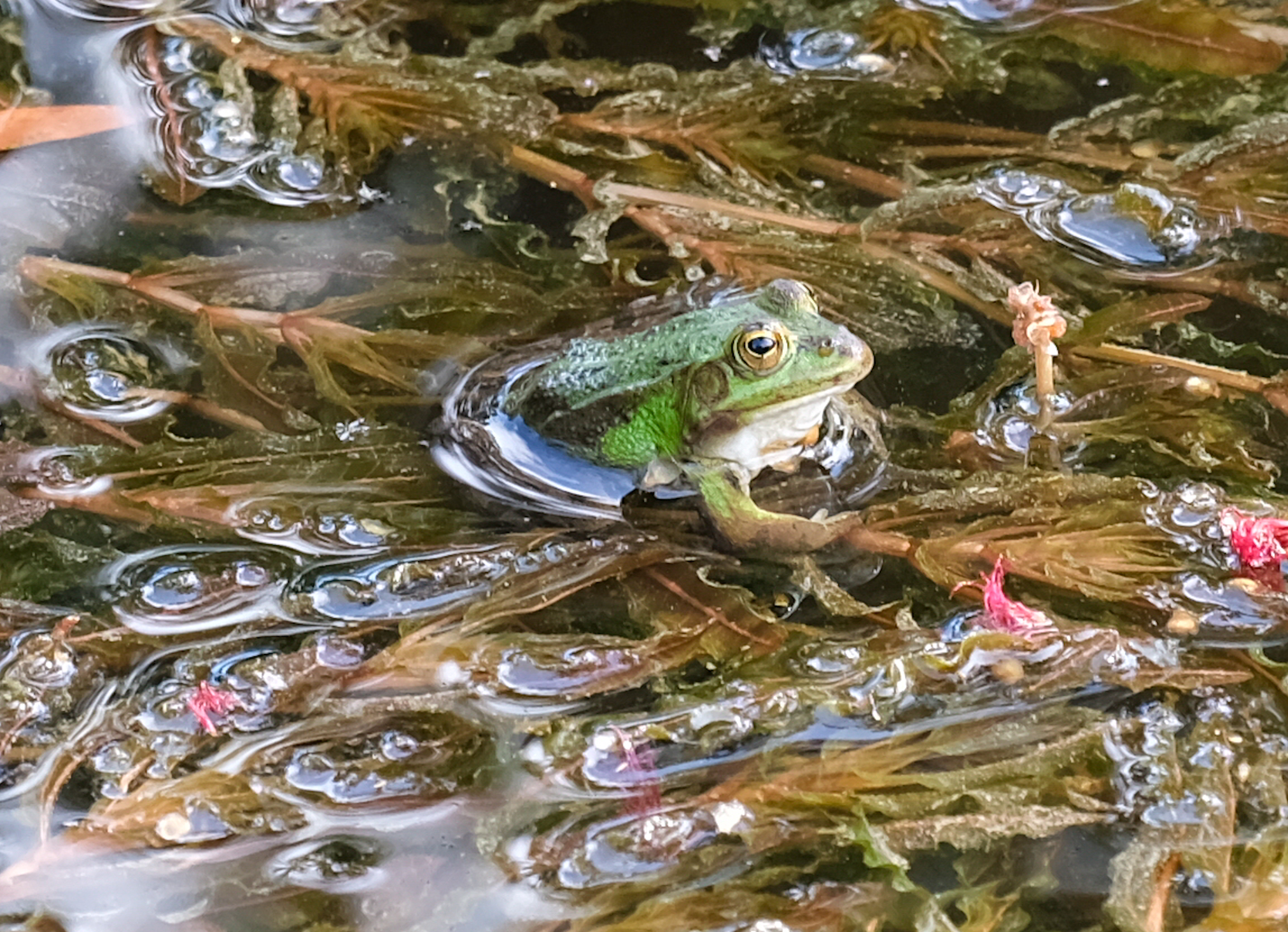 The Frog