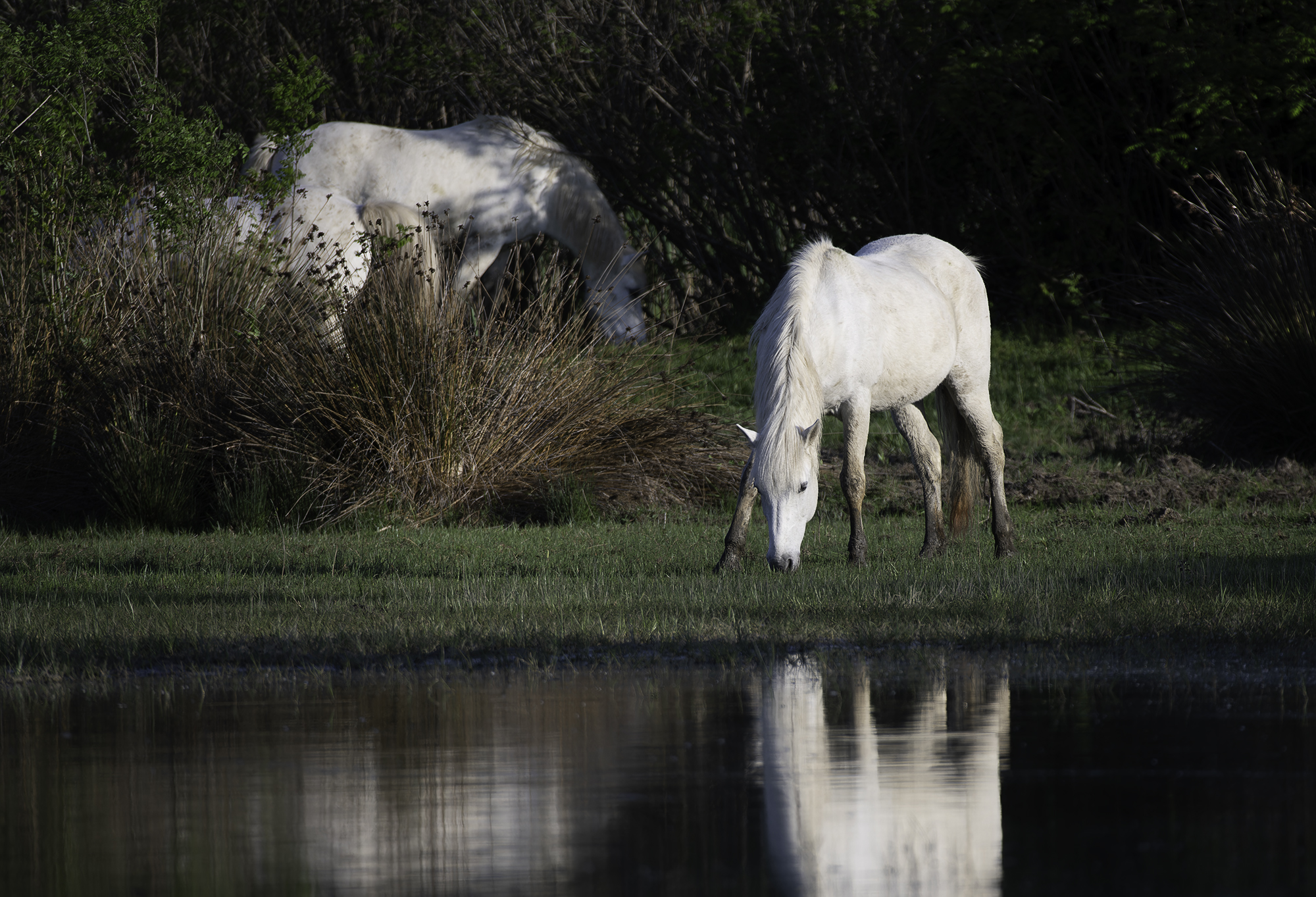 La luce del bianco