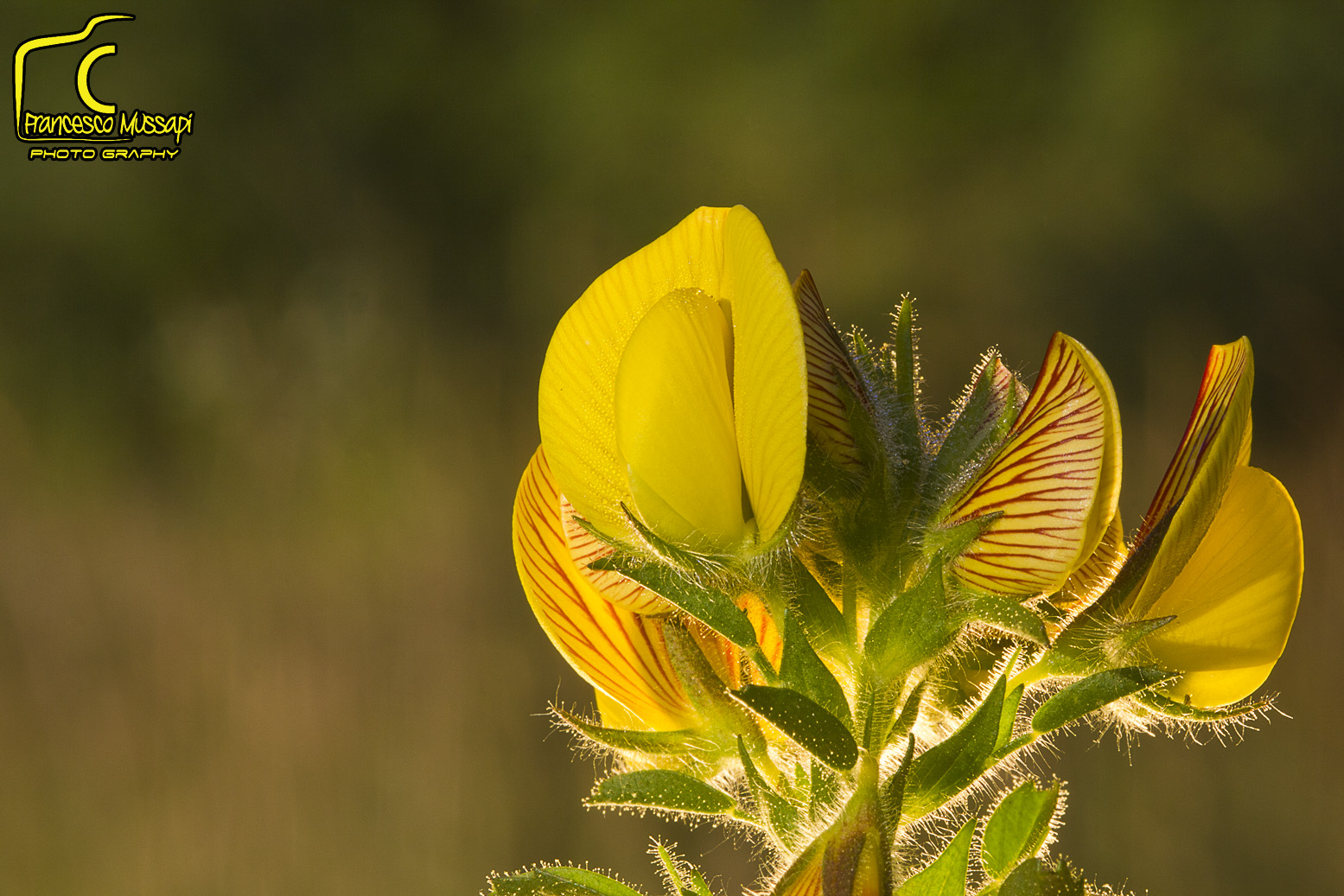 Luci all'alba sul giallo