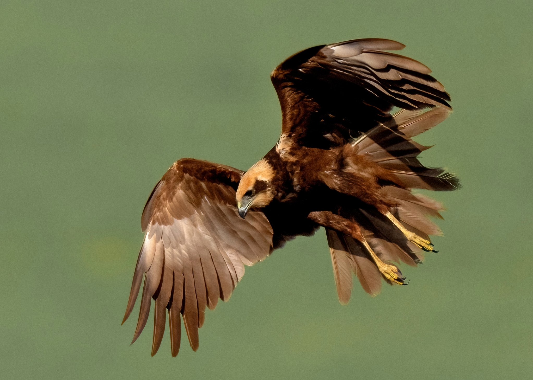 Marsh Harrier (Circus aeruginosus)