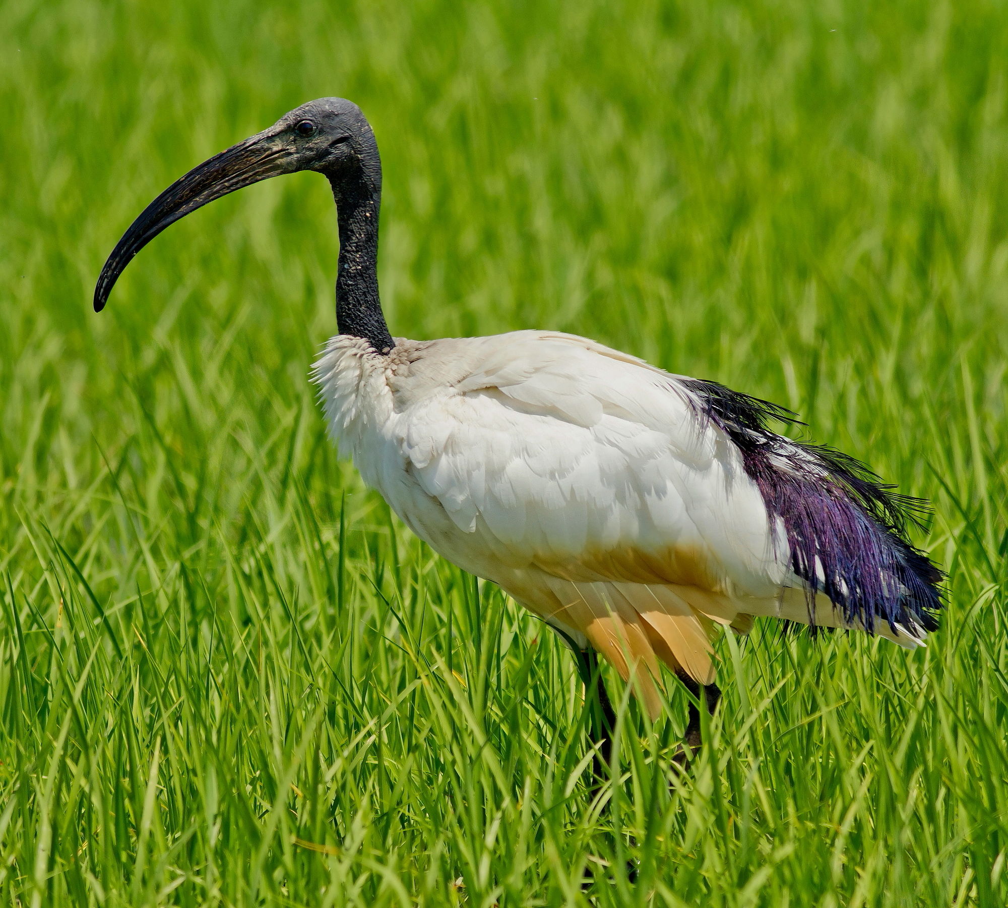 Sacro Ibis