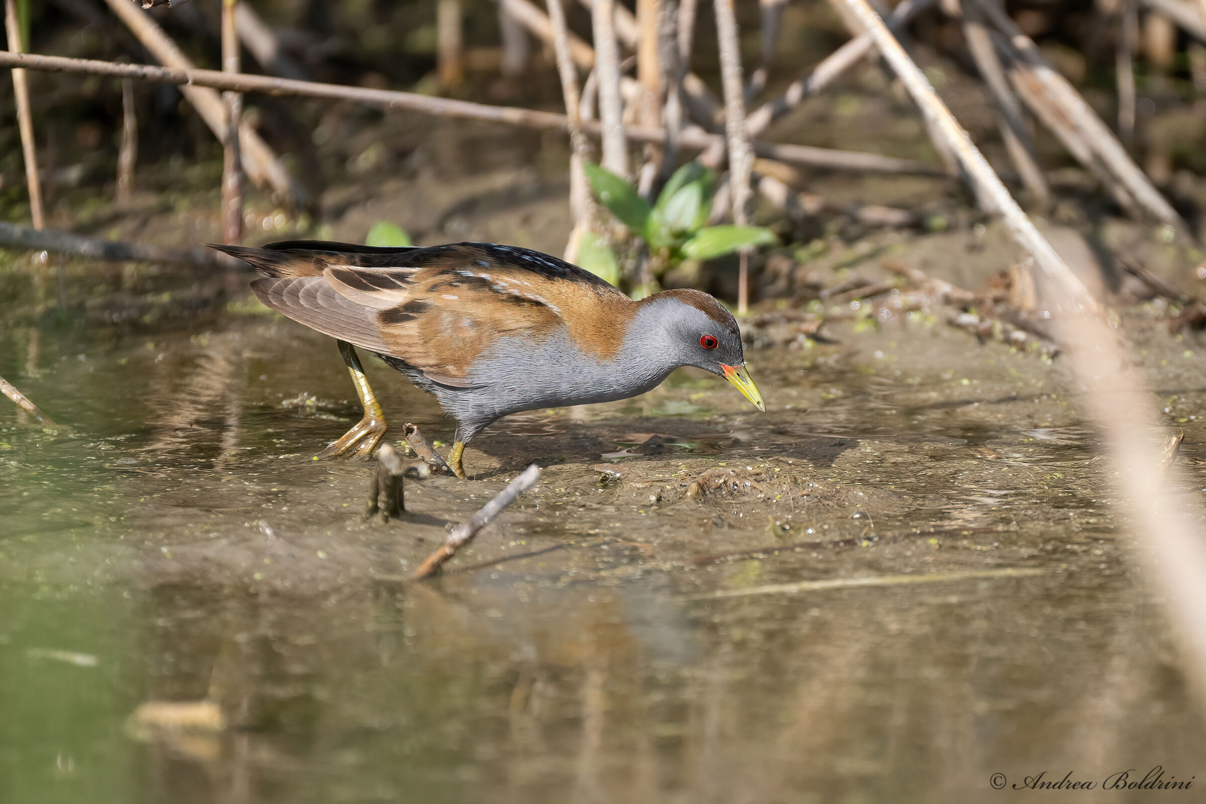 Little crake
