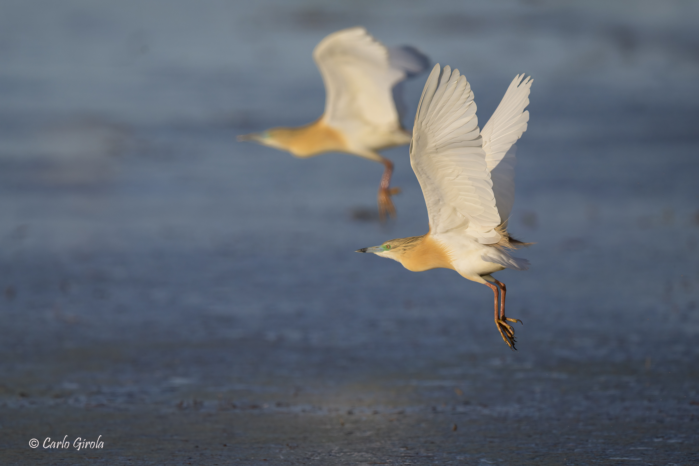 Sgarza ciuffetto (Ardeola ralloides)