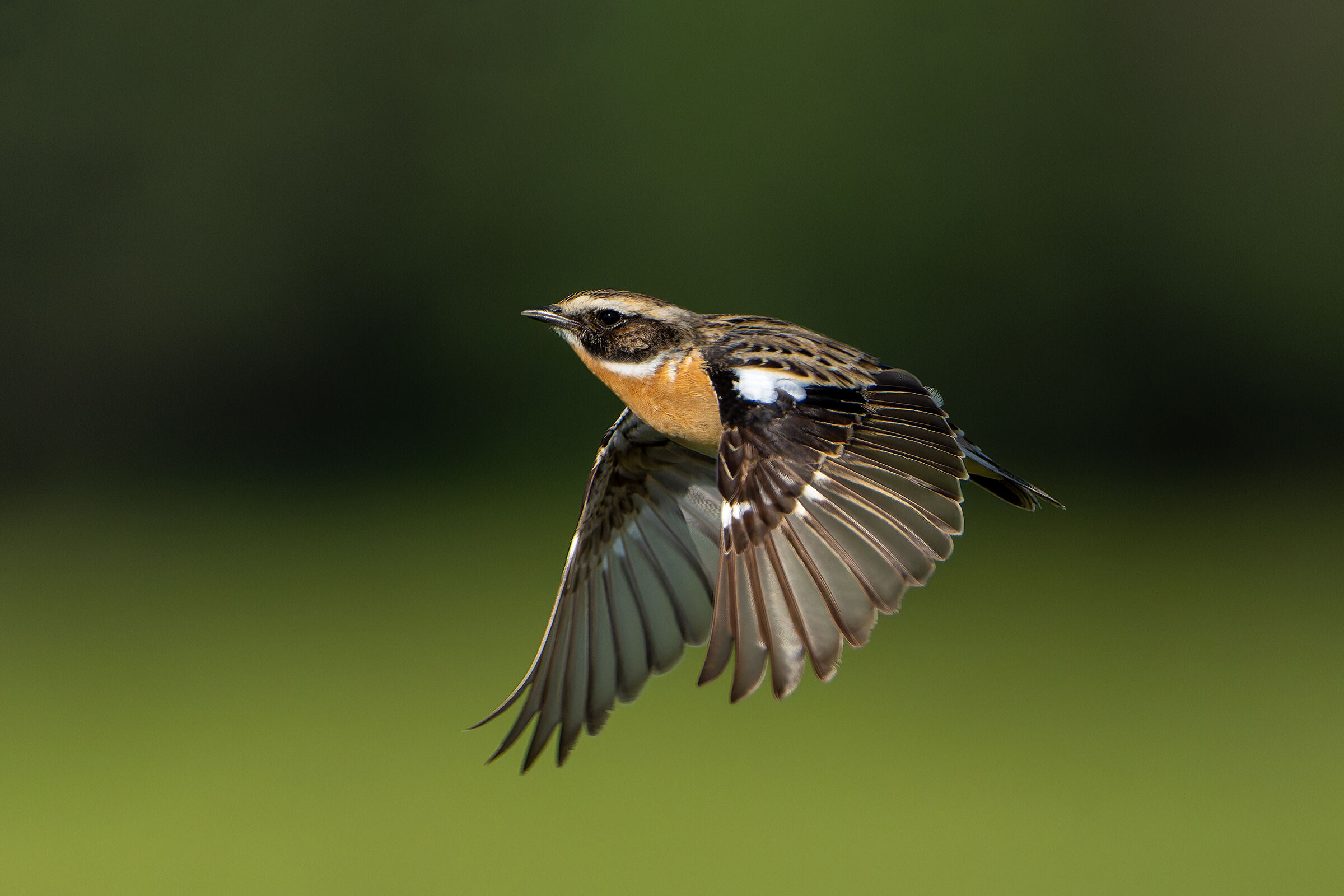 Whinchat